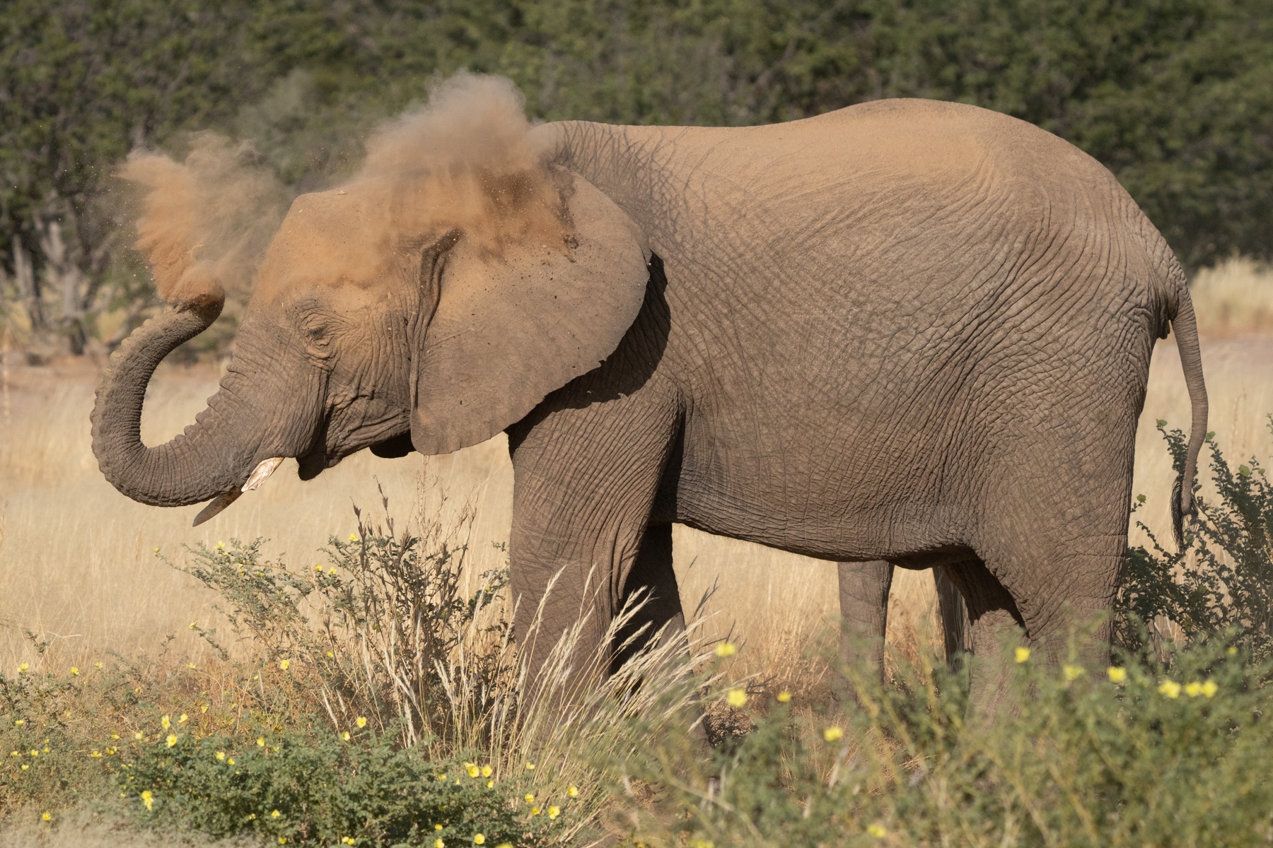 A dust bathing desert elephant on our wildlife photography tour in remote Namibia