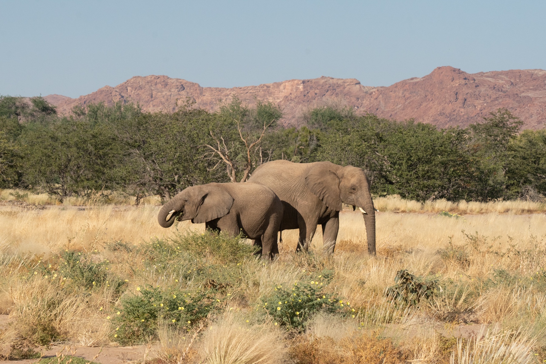 Namibia's desert elephants enjoy grazing after the deserts bloom in an ephemeral river