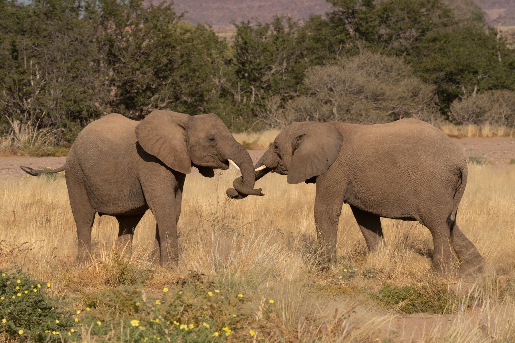 When elephants fight it sometimes looks like affection