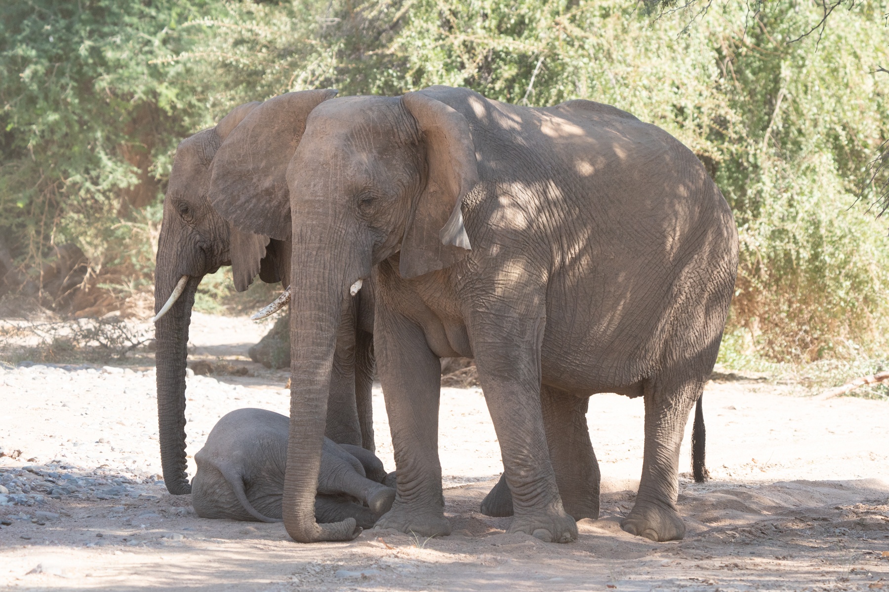 Suffering from too much milk, one of Namibia's desert elephant babies takes a nap at its mother's feet