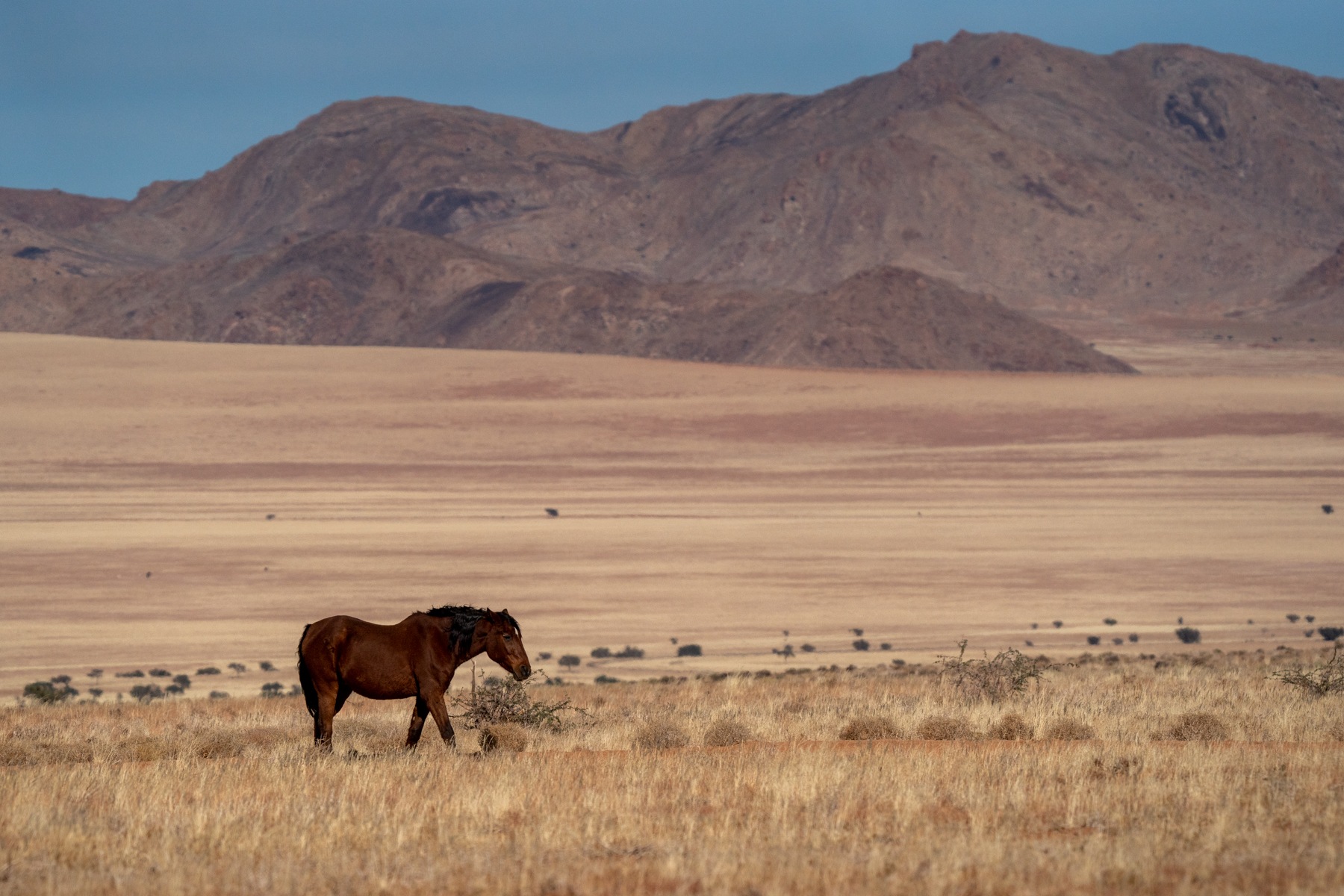 A wild desert horse roams the plains of Tsau Khaeb in southern Namibia during our wildlife photography tour