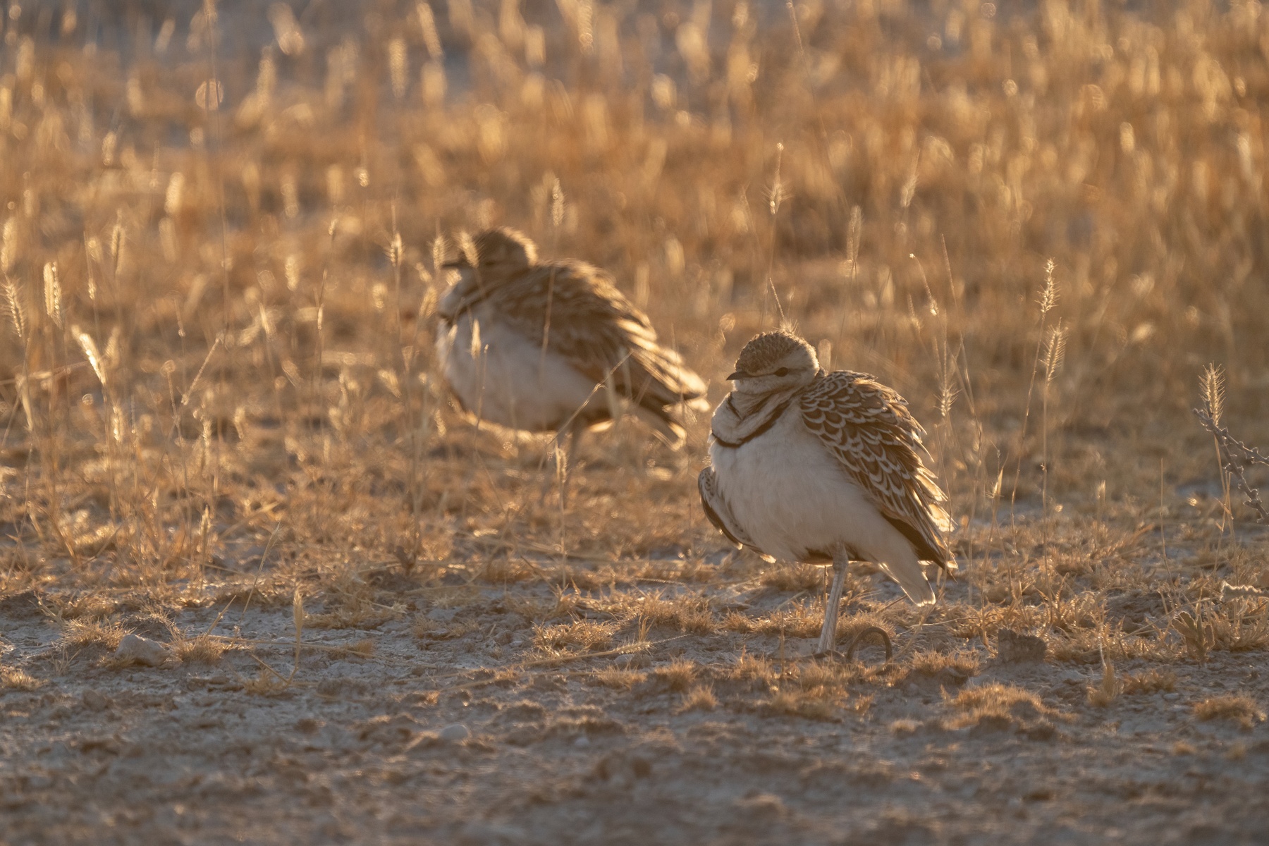 Backlit Double-banded Coursers in Etosha