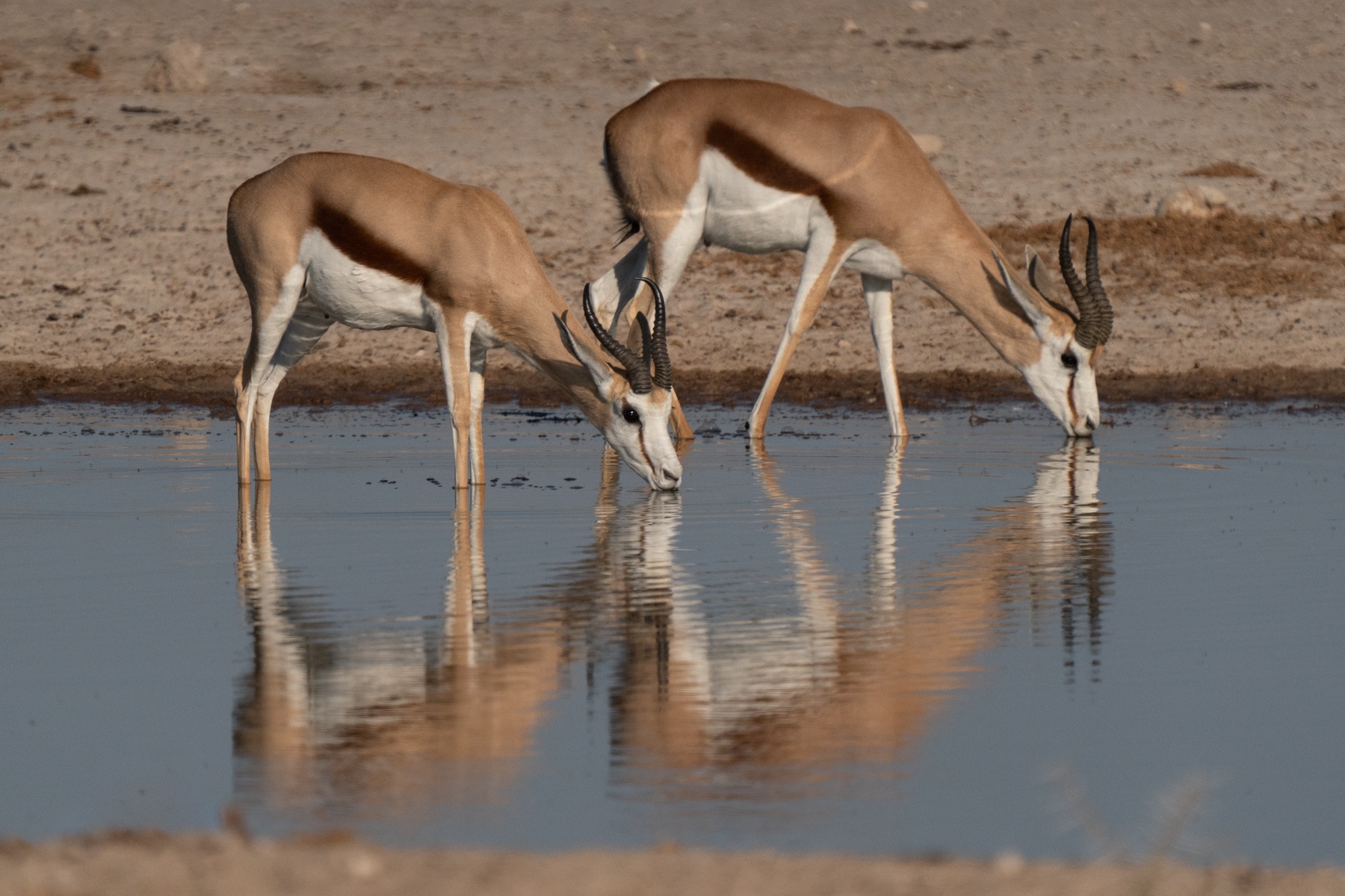 Springboks drinking at a waterhole in Etosha