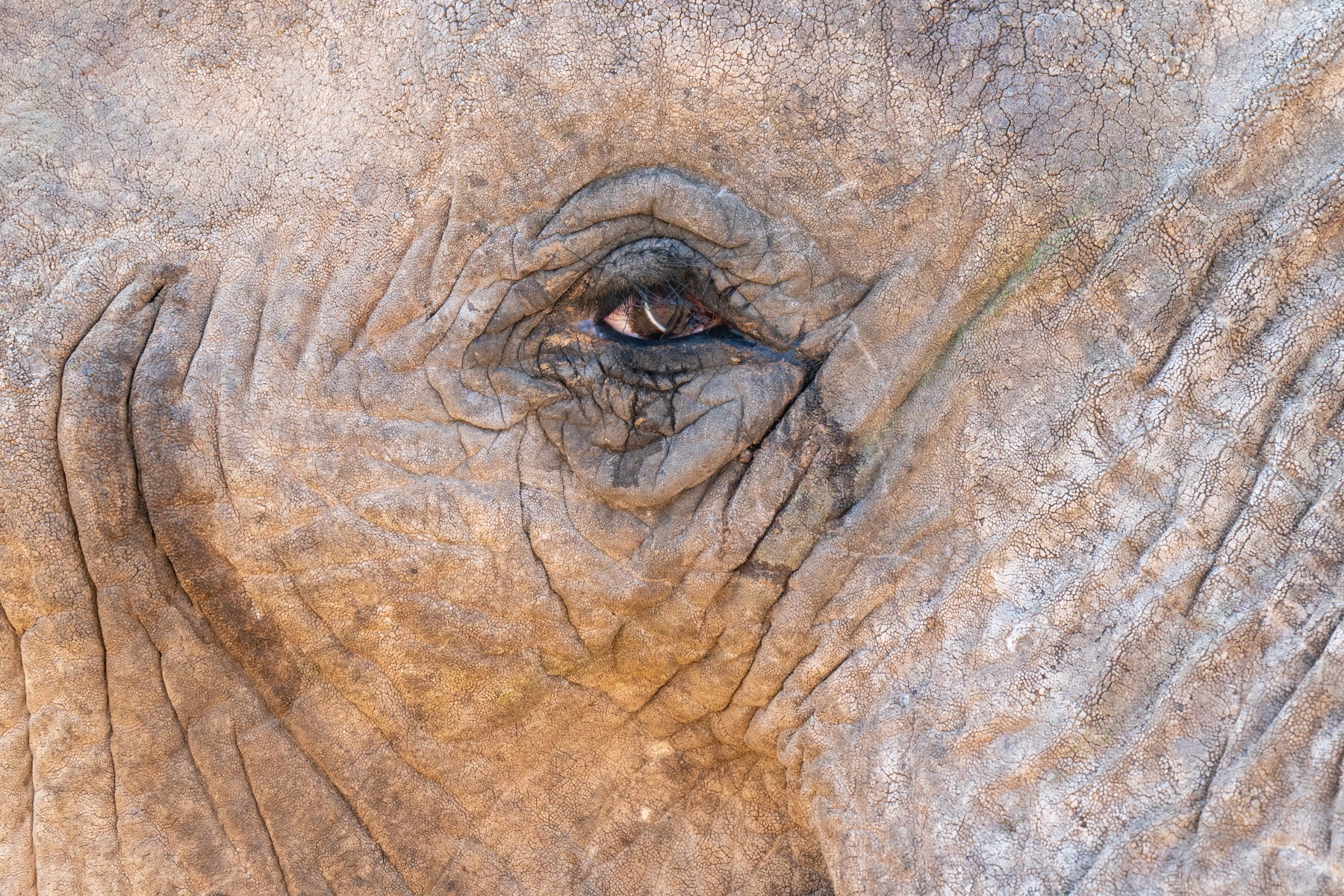 Eye to eye with Namibia's beautiful desert elephants during our wildlife photography tour