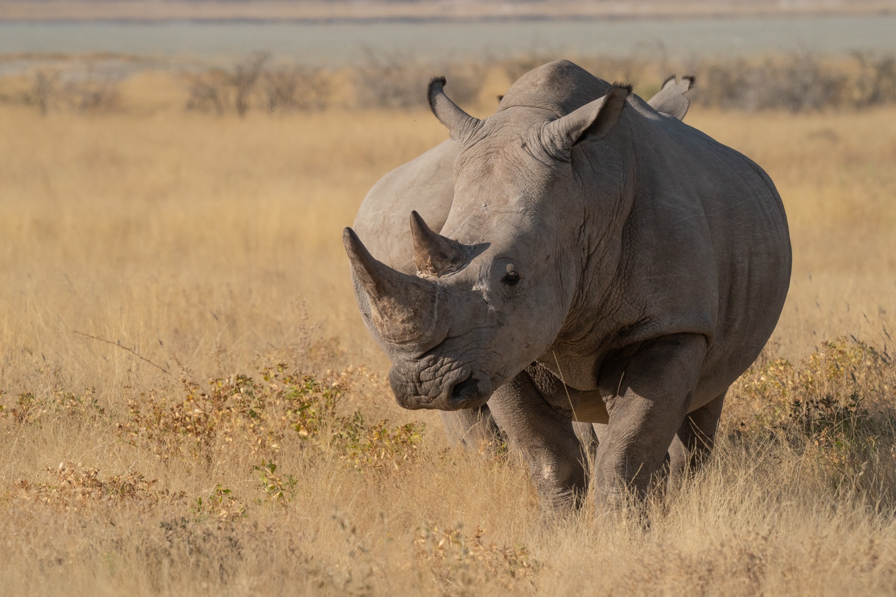 Close encounters of the White Rhino kind in Etosha on our wildlife photography tour of Namibia