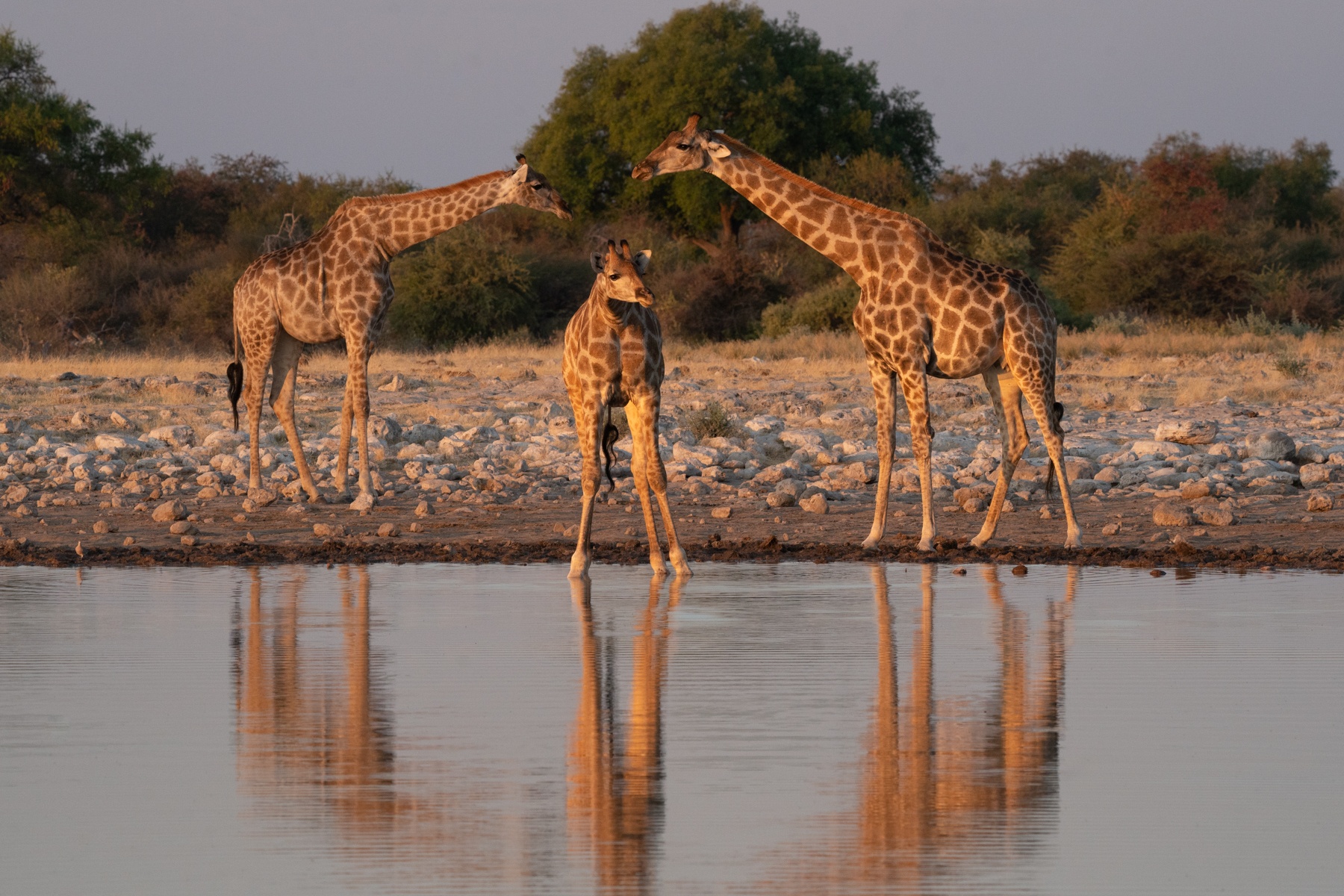 Giraffe reflections in Etosha on our photography tour of Namibia