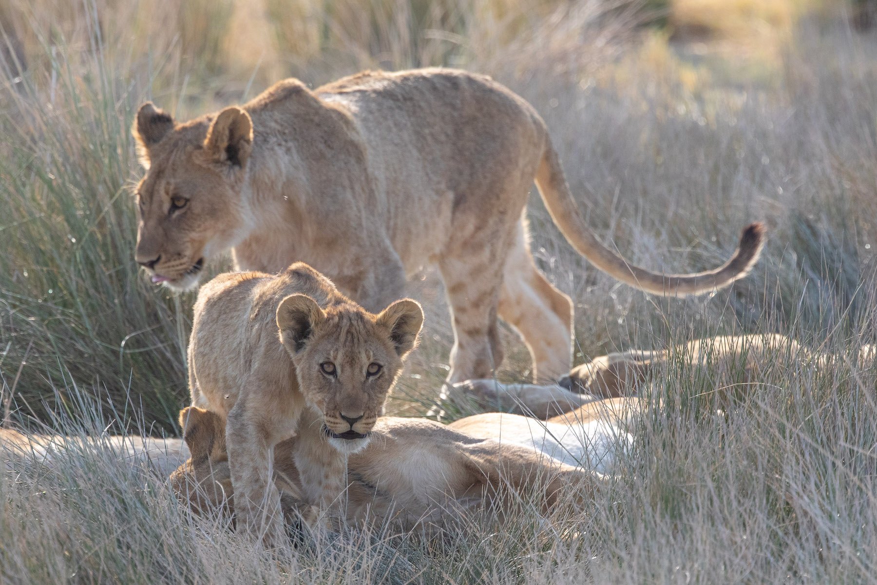 The next generation of Etosha's lions keeps safe in the rushes at Charitsaub water hole