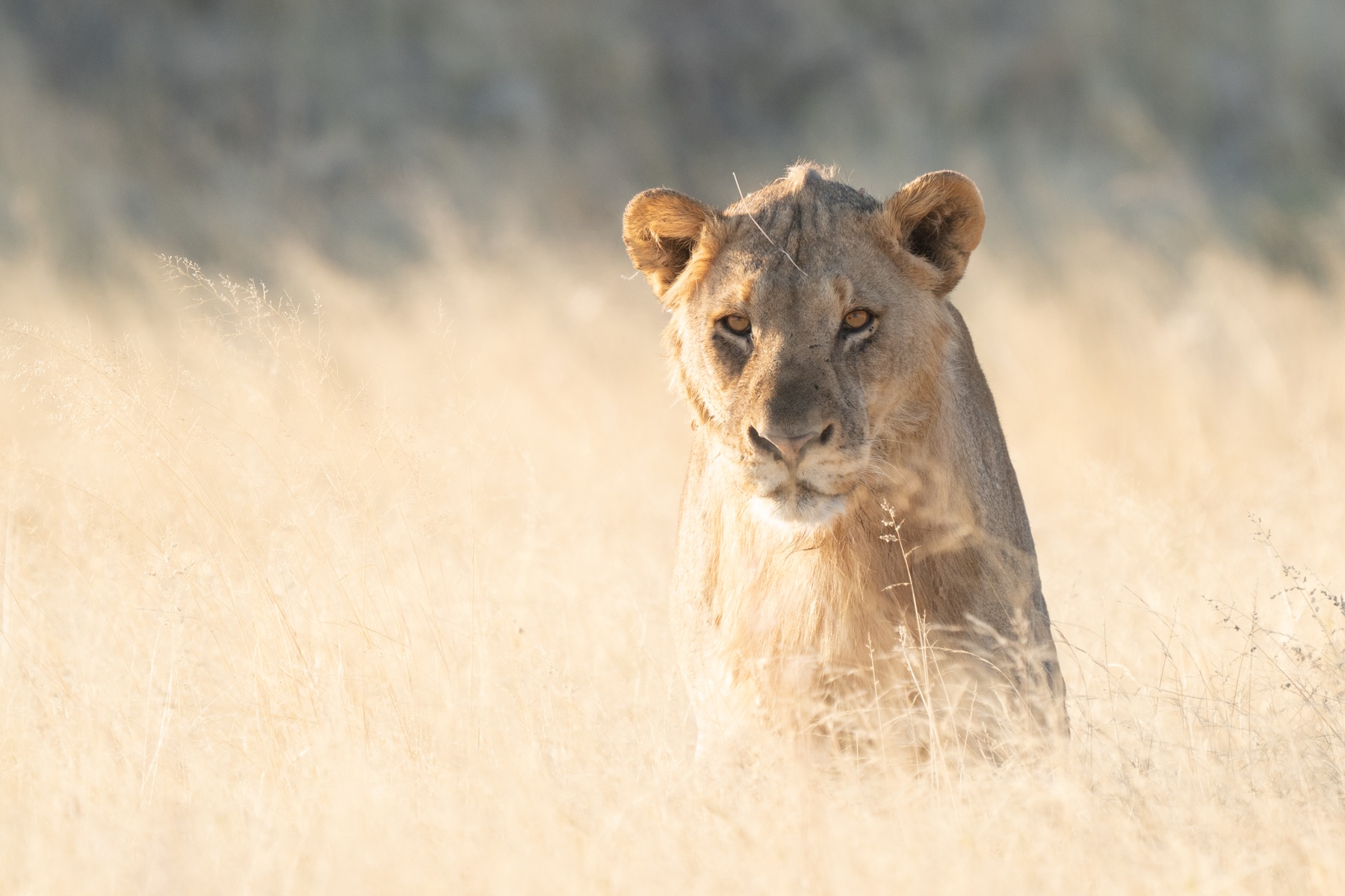 A sleepy Etosha lioness wakes up and goes to hunt during our Namibia wildlife photography tour