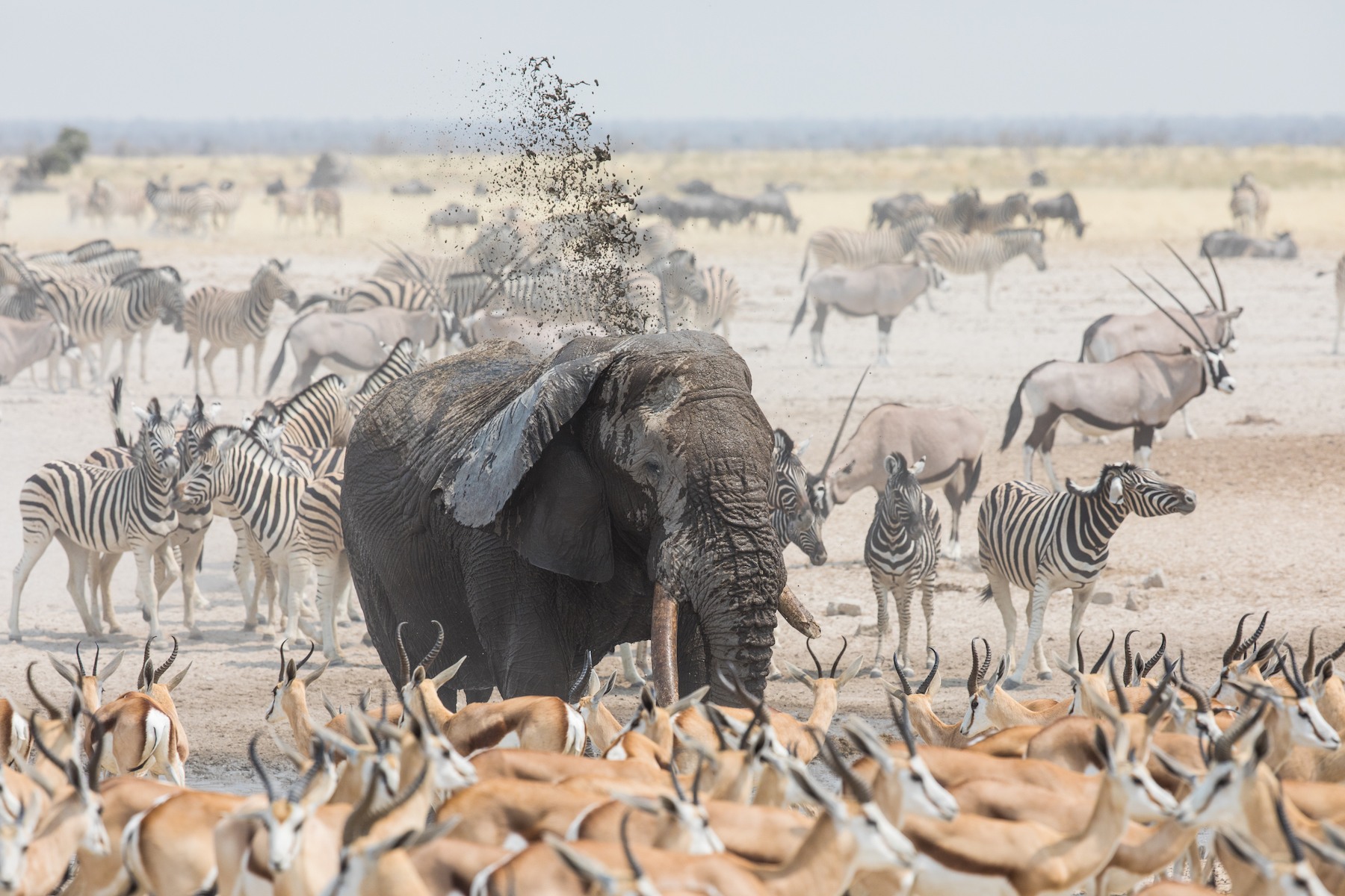 By September Etosha's water holes teem with life