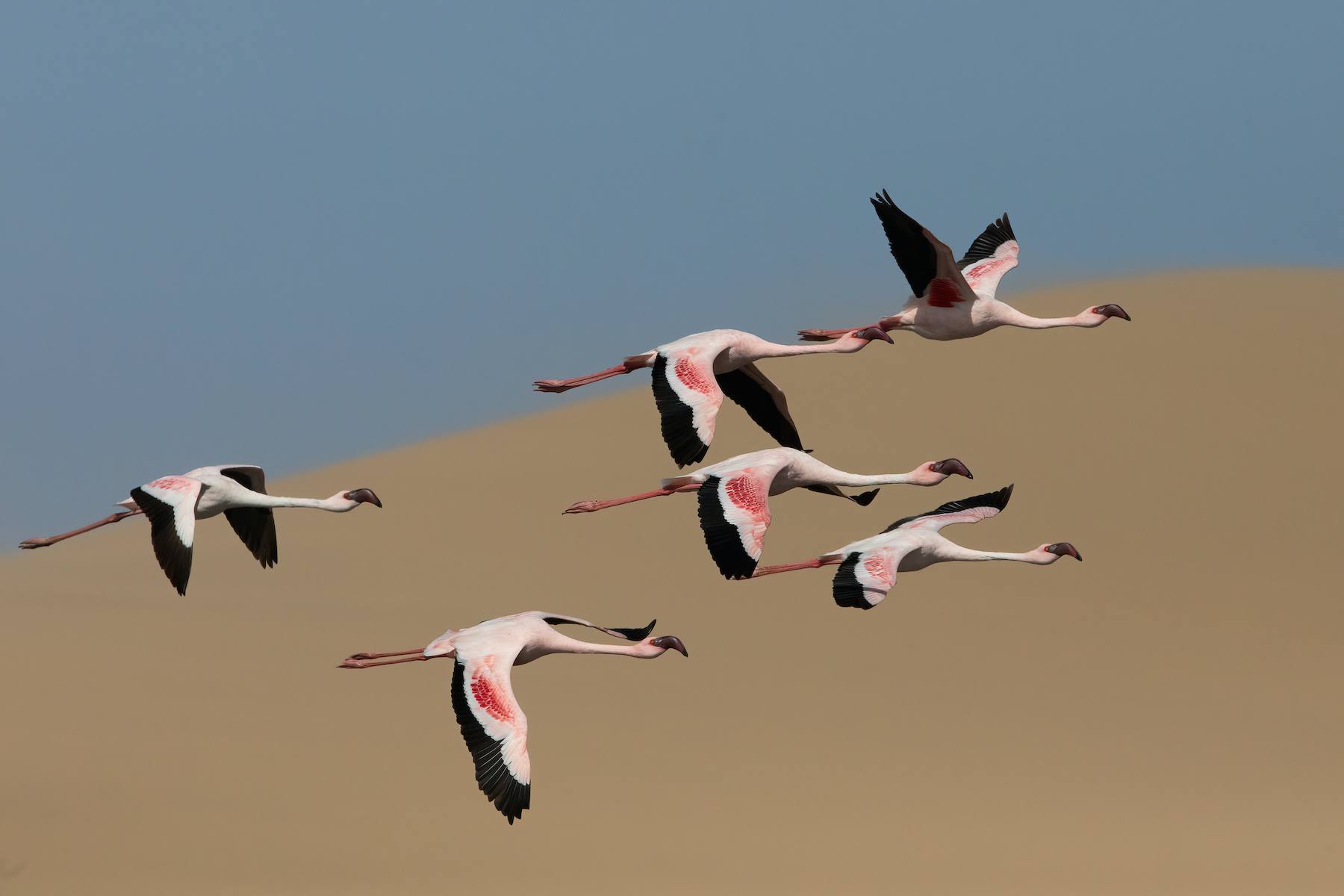 Flamingos take flight in front of the dunes at Sandwich Harbour. There is nowhere in Africa where you can photograph them like this, other than Namibia.