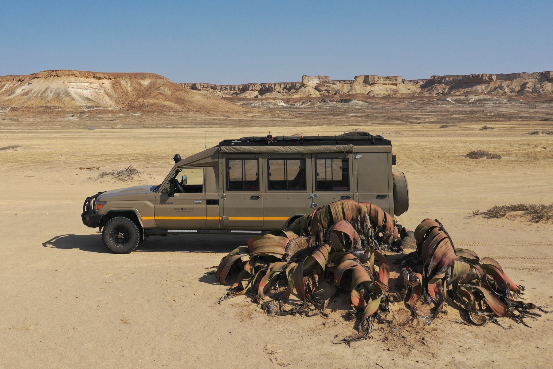Desert giants. The world's largest Welwitschia plants live in Angola