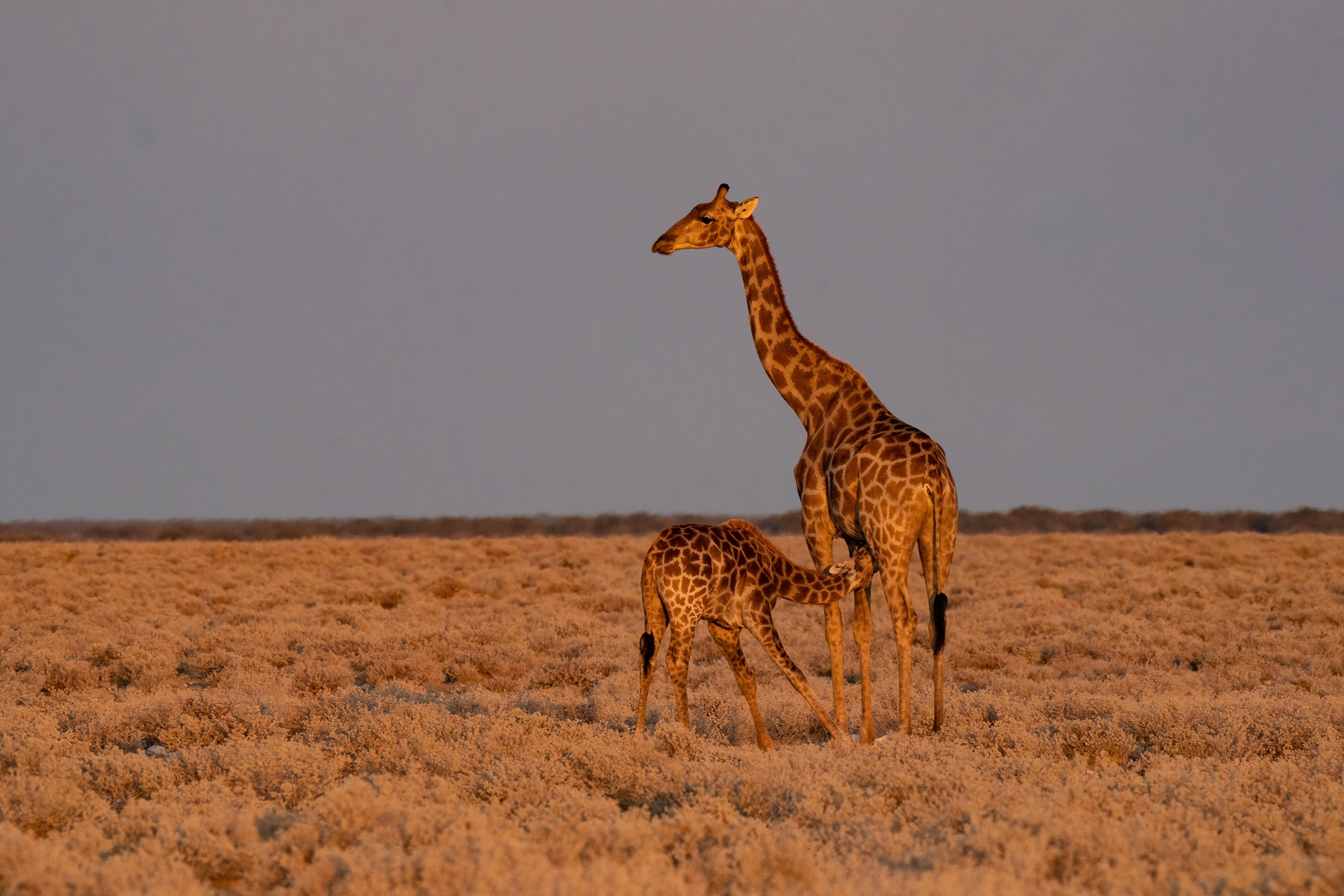 At first light in Etosha, a mother giraffe nurtures her baby on our Namibia wildlife photography tour