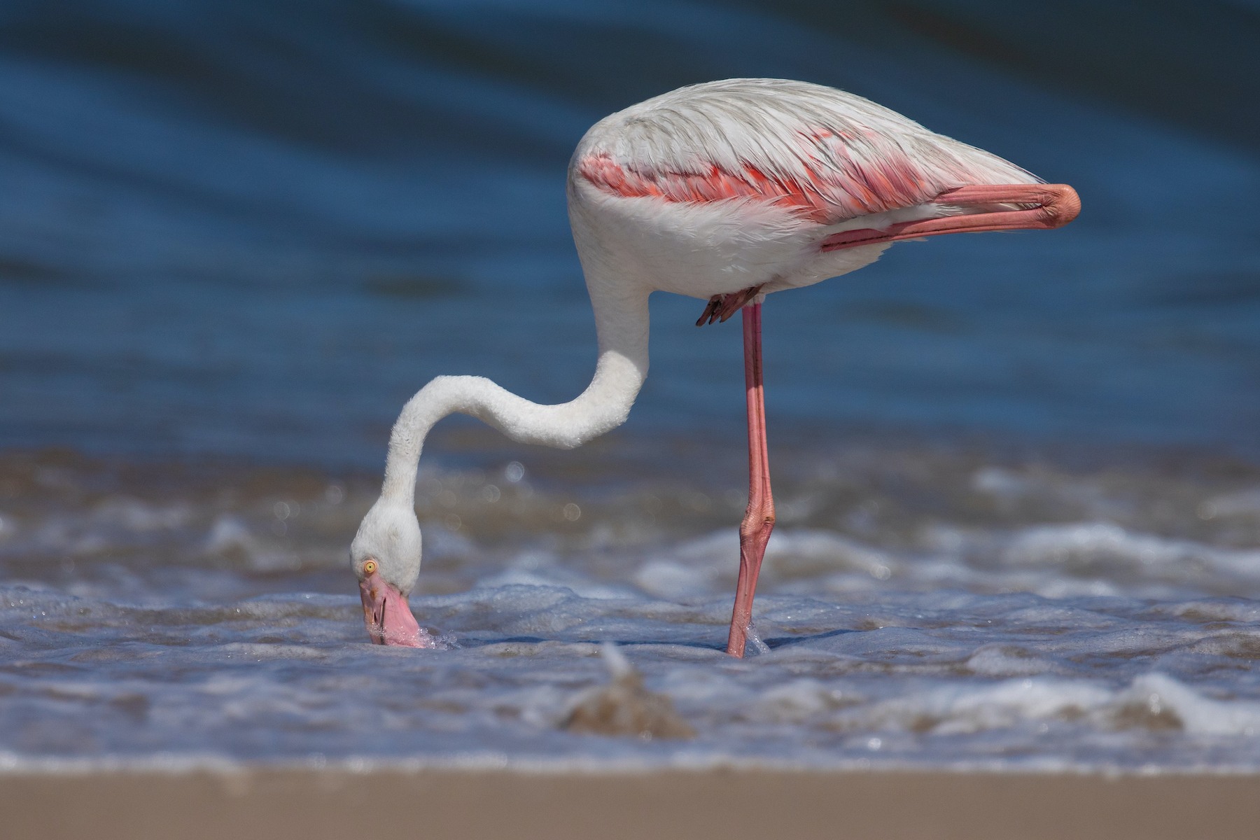 A Greater Flamingo in the surf at Walvis Bay during our Namibia photo tour