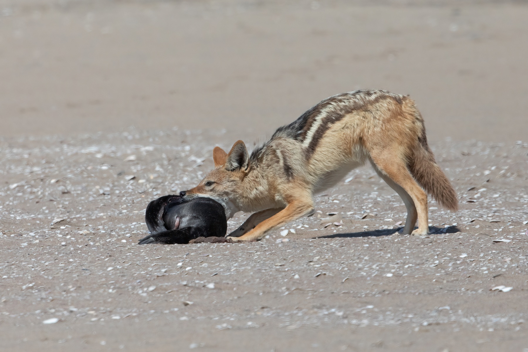 During our Sandwich Harbour adventure we will search for unique wildlife behaviour including Black-backed Jackals preying on fur seal pups