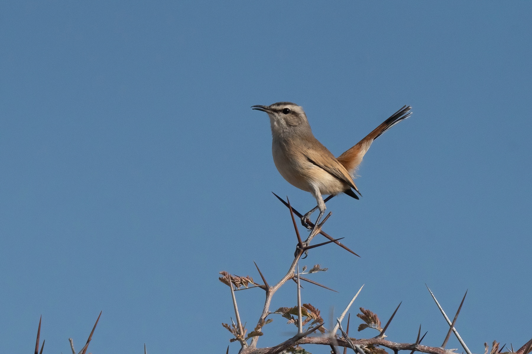 A perky Kalahari Scrub Robin calls to his mate in Ethosha during our Namibia wildlife photography tour
