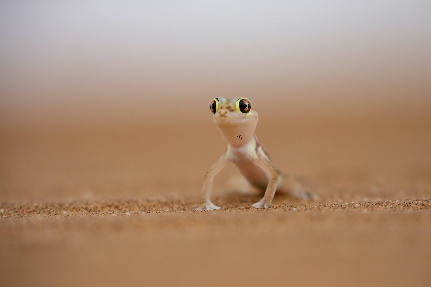 Adorable Namib Web-footed Geckos on the Living Desert excursion of our Namibia photo tour