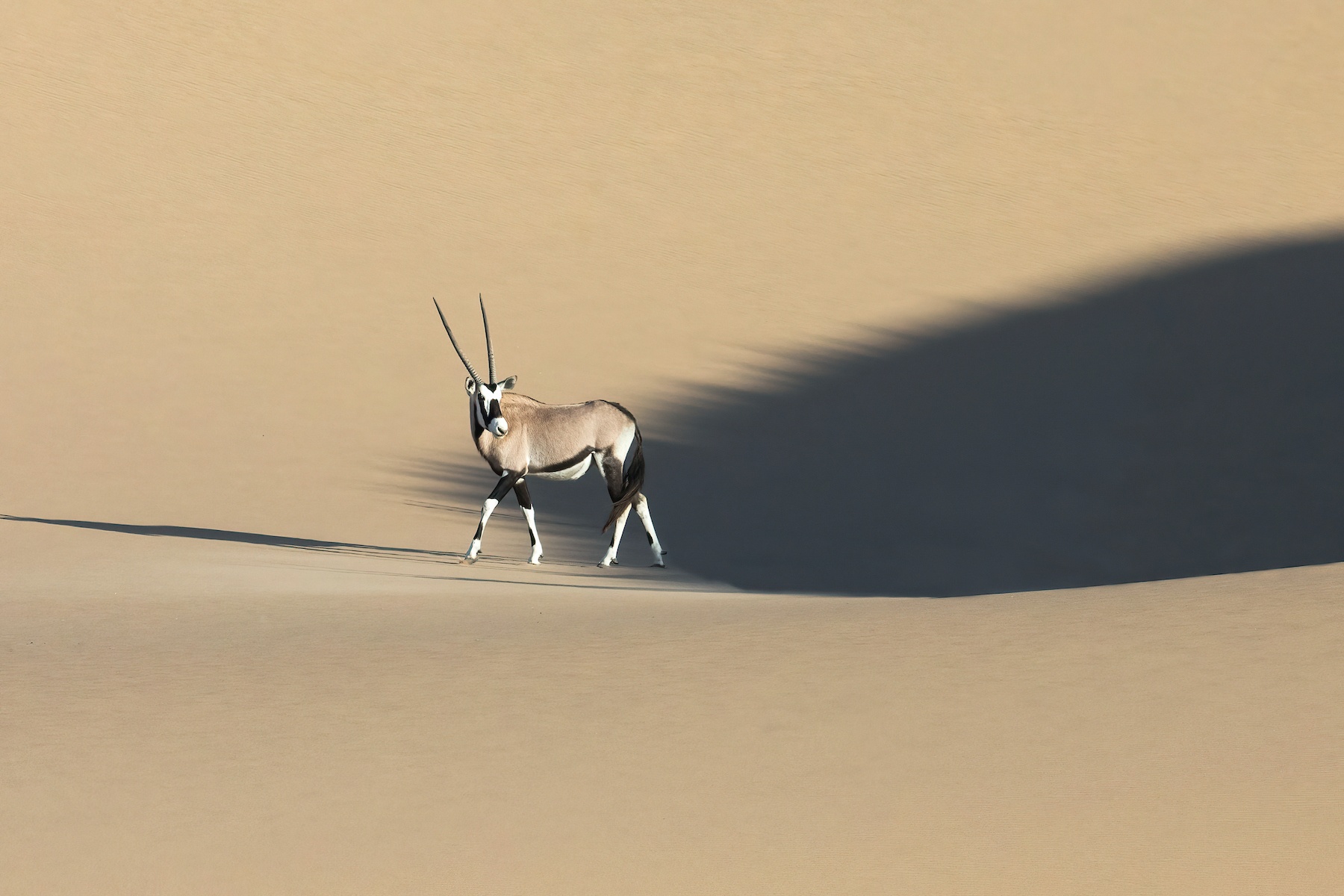Oryx are truly the ballerinas of Namibia's dunes. They are so graceful and beautiful.