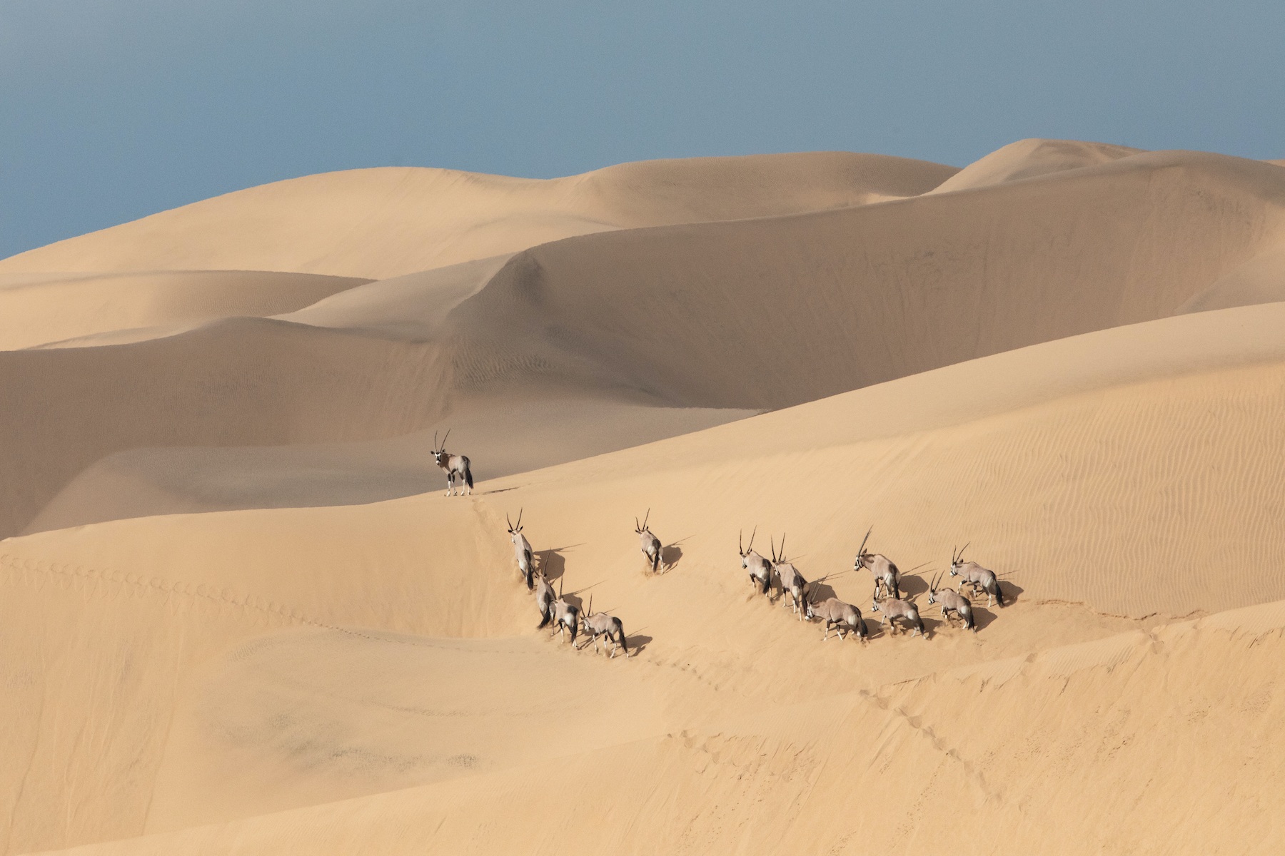 An Oryx checks on his herd mates in the dunes of Sandwich Harbour