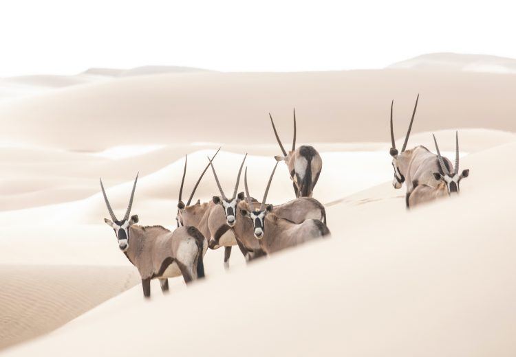 A stunning herd of Oryx in the dunes of Sandwich Harbour during our Namibia photo tour