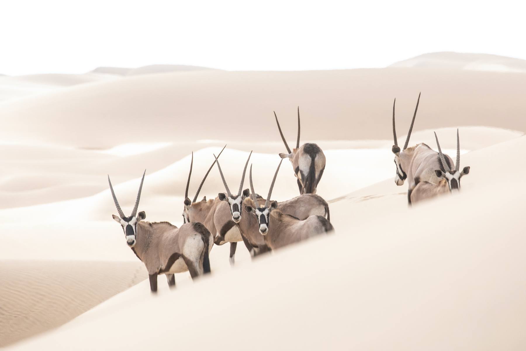 A stunning herd of Oryx in the dunes of Sandwich Harbour during our Namibia photo tour