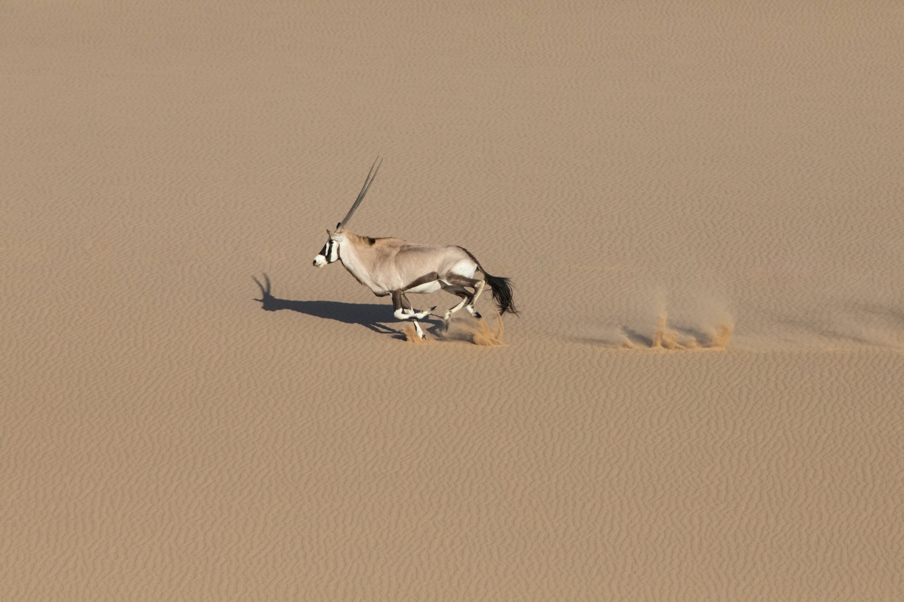 Oryx running on the dunes at Sandwich Harbour during our wildlife photography tour of Namibia