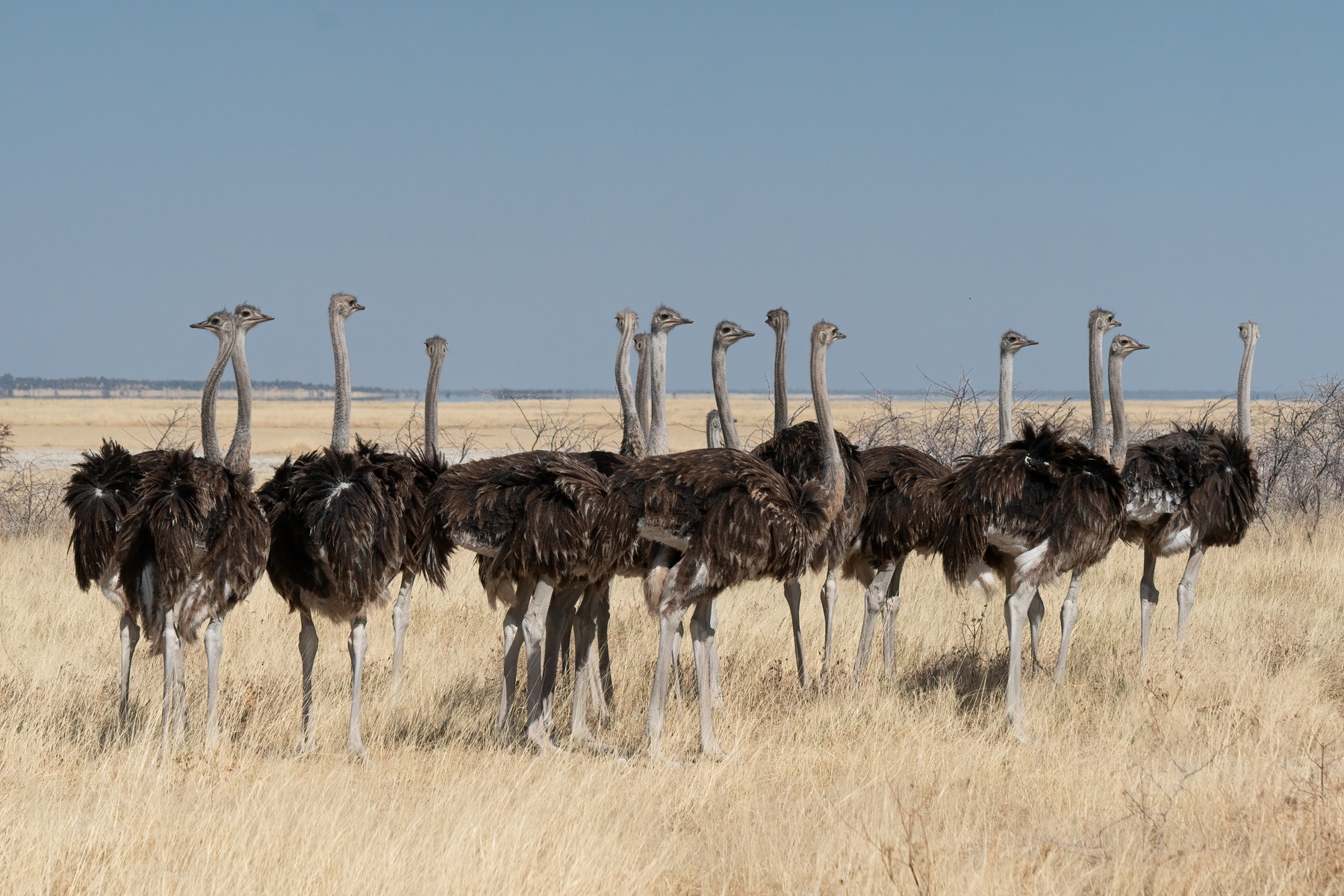 A flock of almost adult Ostrich chicks stick together for safety in Etosha
