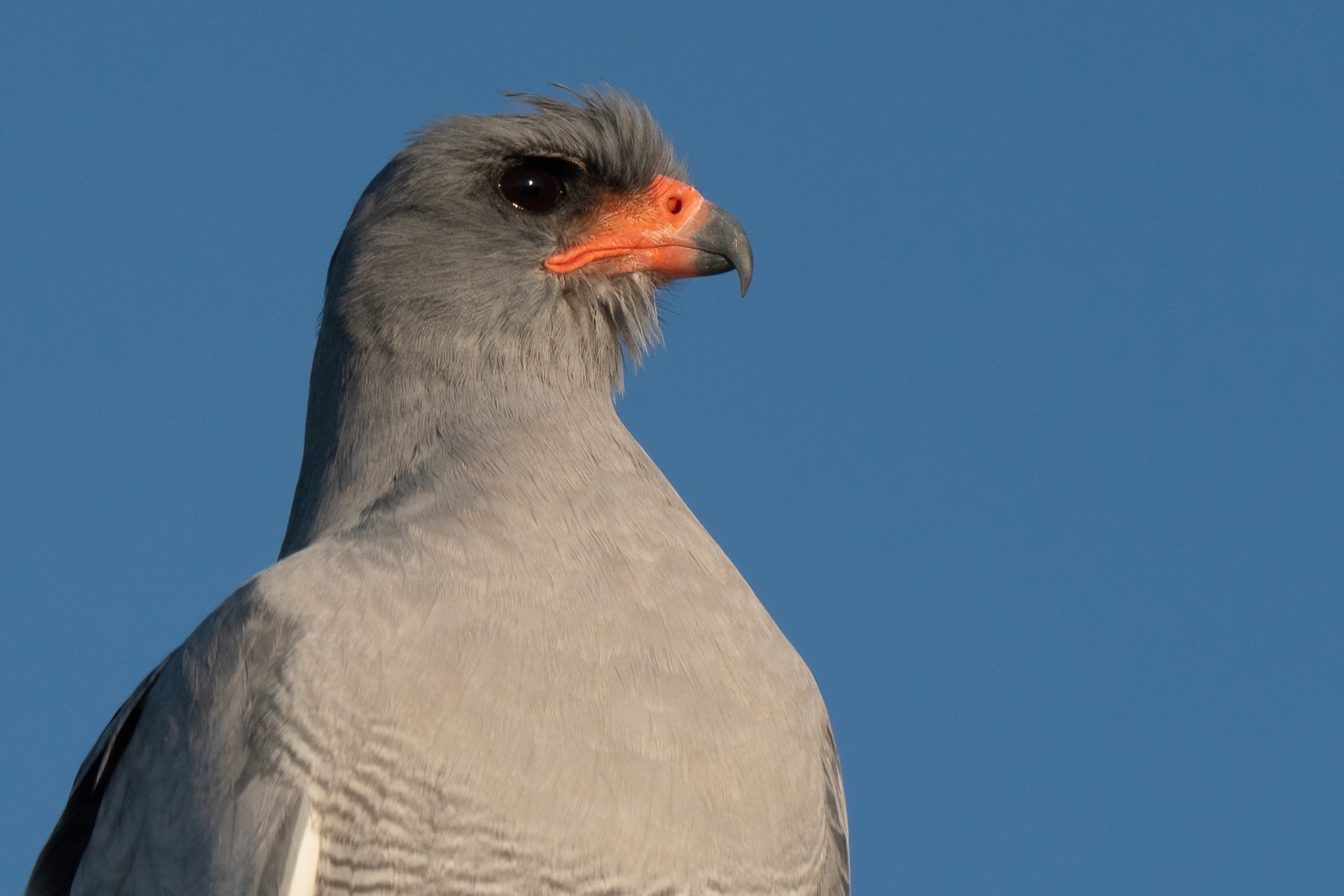 Portrait of a Pale Chanting Goshawk in Namibia