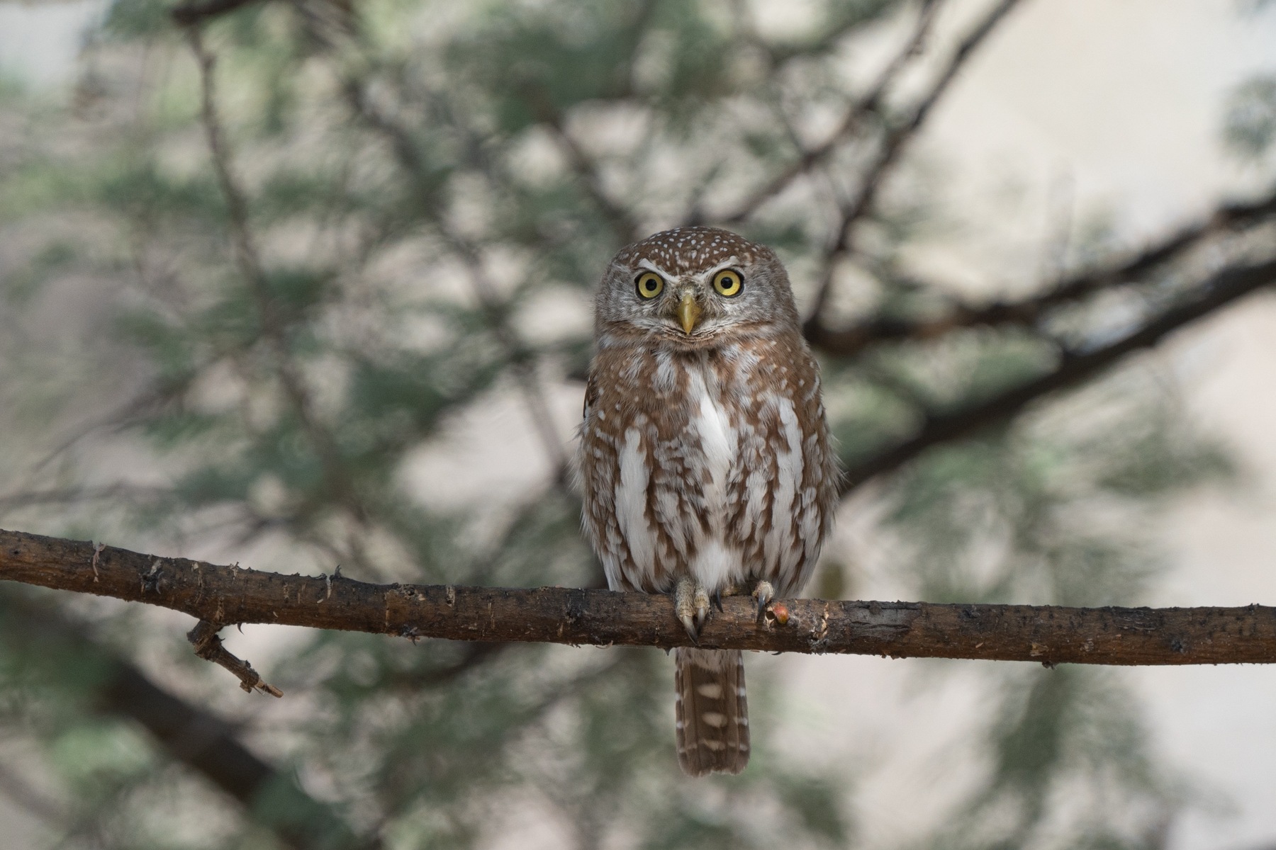 Pearl-spotted Owlet on our Namibia wildlife photography tour