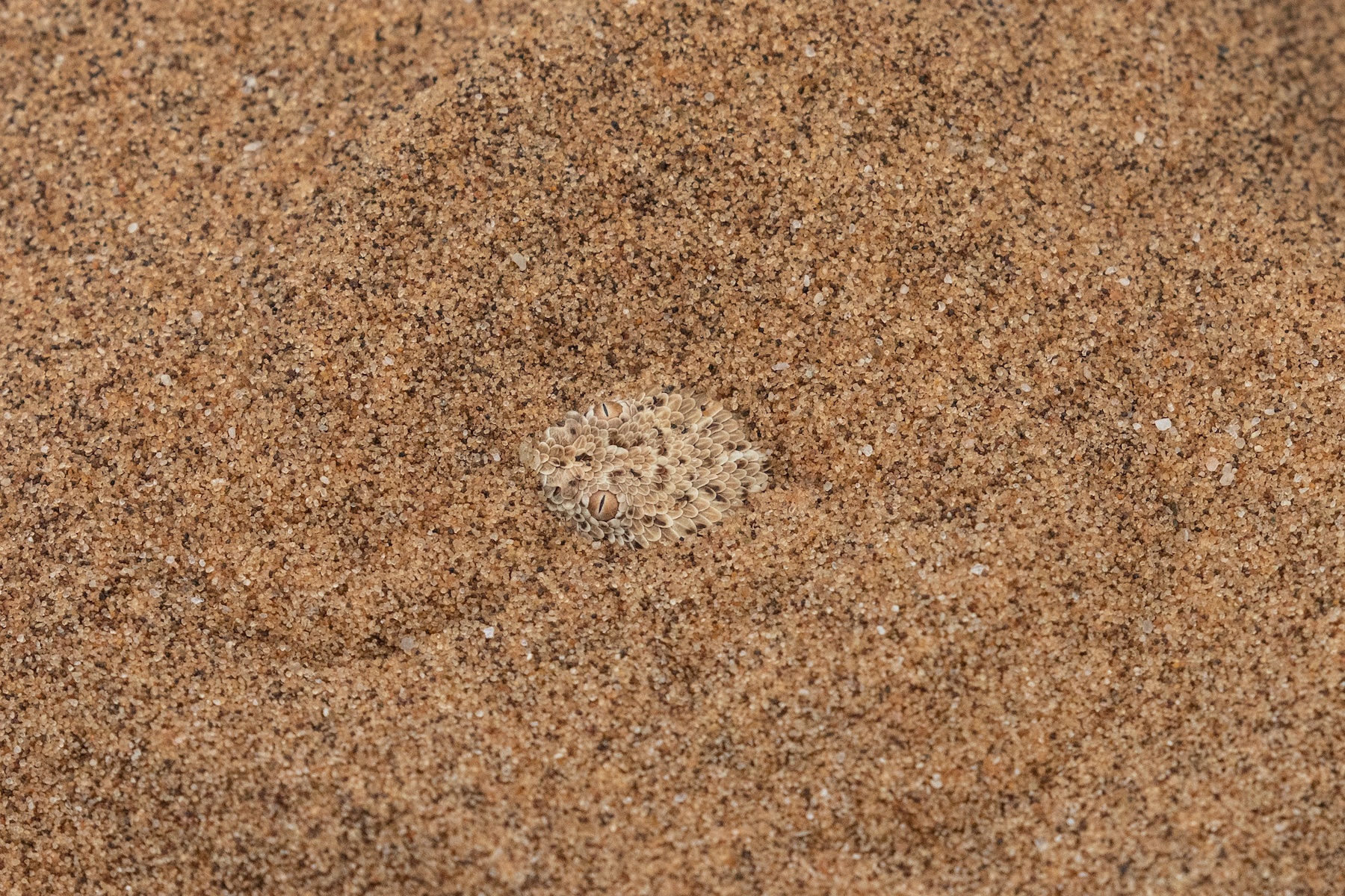 The tiny eyes of a Peringuey's Adder in the dune sands of Dorob