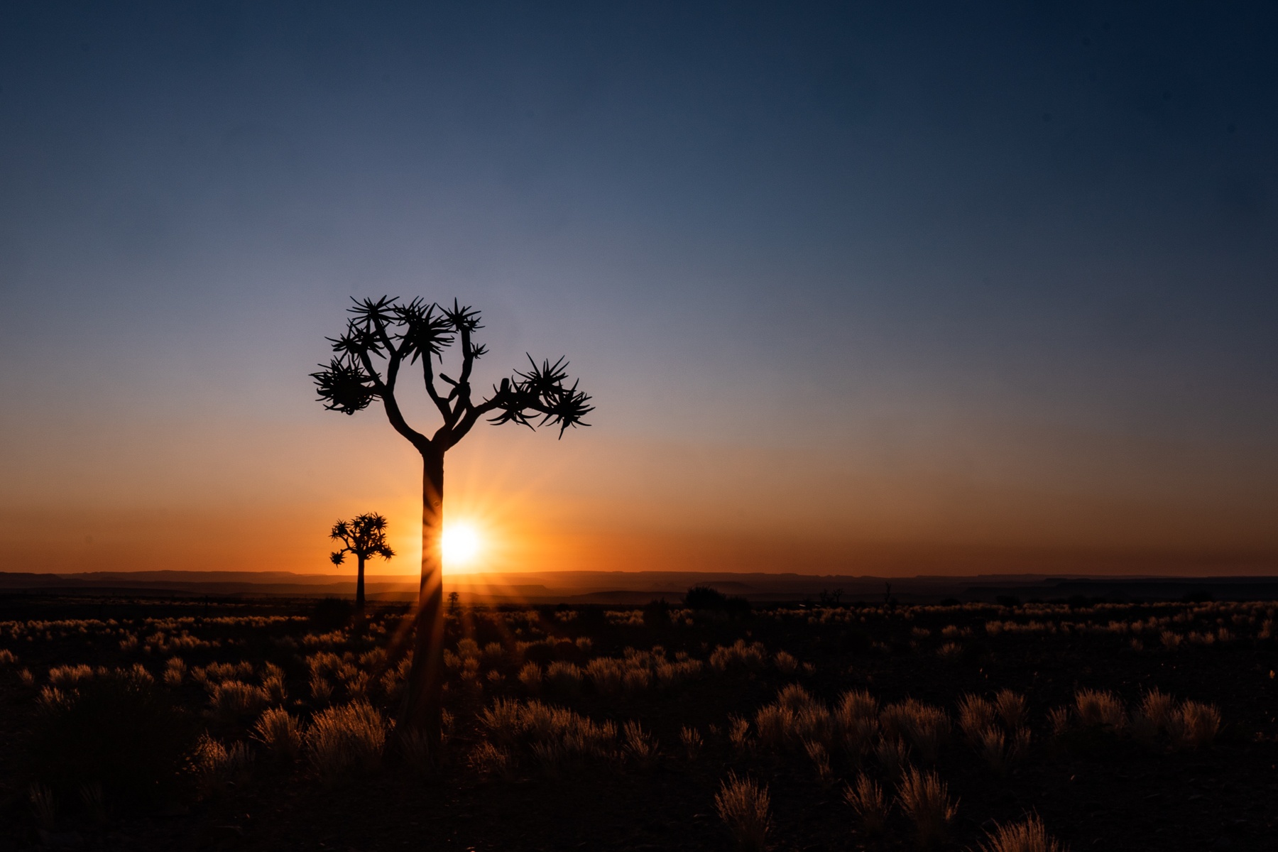 Starburst photography with Quiver Trees at Fish River Canyon in Namibia