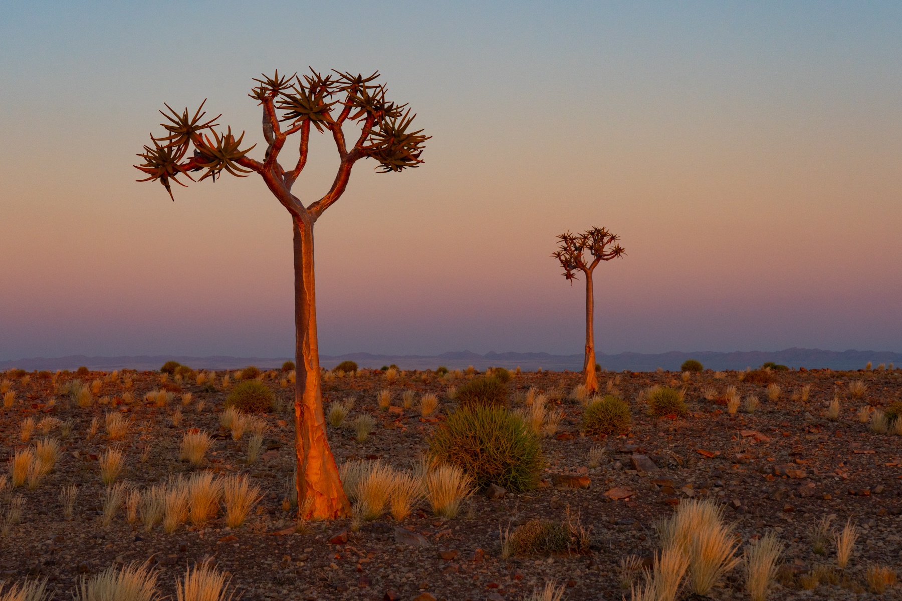 Quiver Trees take on an ethereal glow at sunset in Fish River Canyon