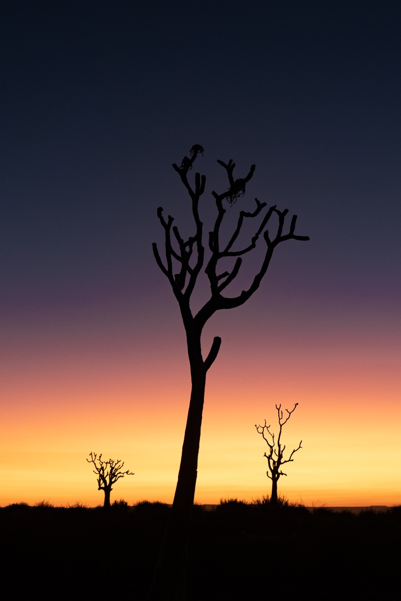First light over Fish River Canyon's Quiver Trees