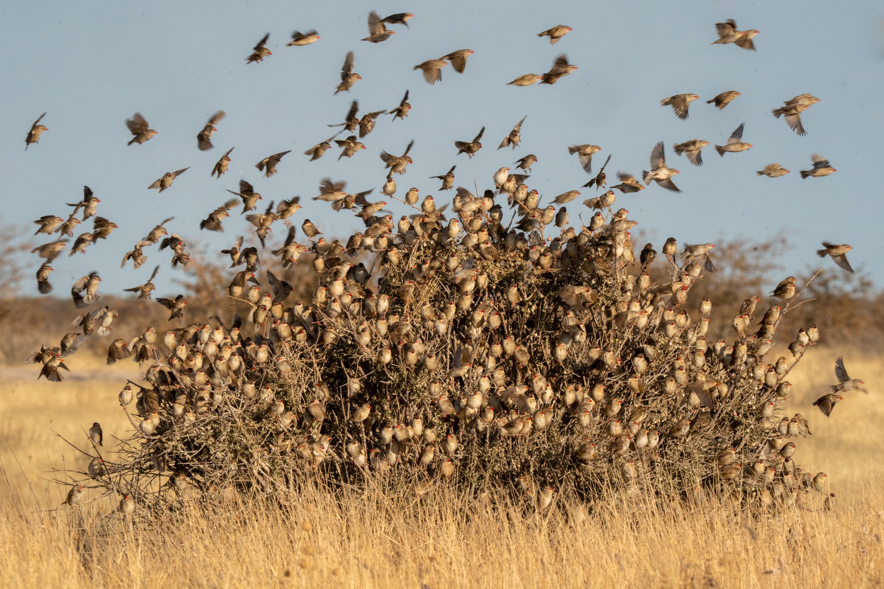 A flock of Red-billed Queleas take off from their bushy perch in Etosha
