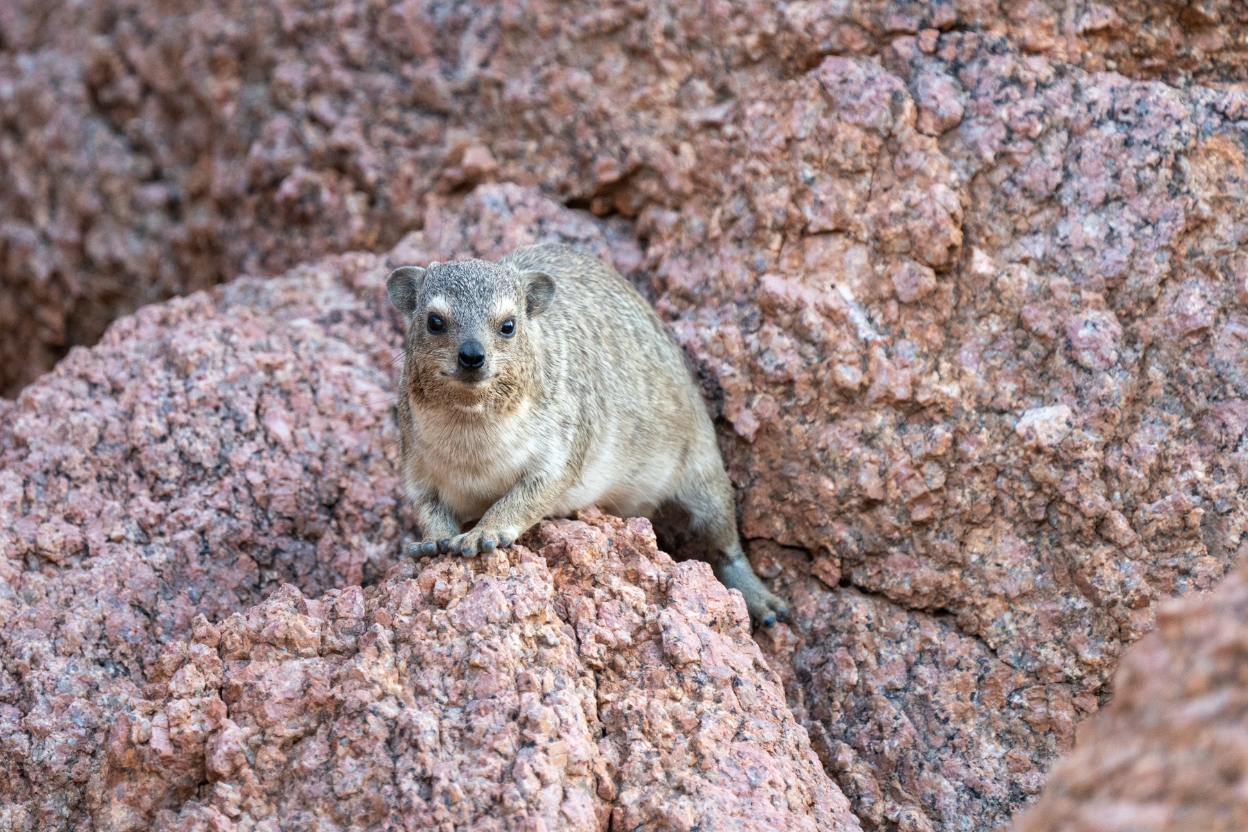 Adorable Rock Hyraxes are universally loved by the guests of our Namibia photography tours
