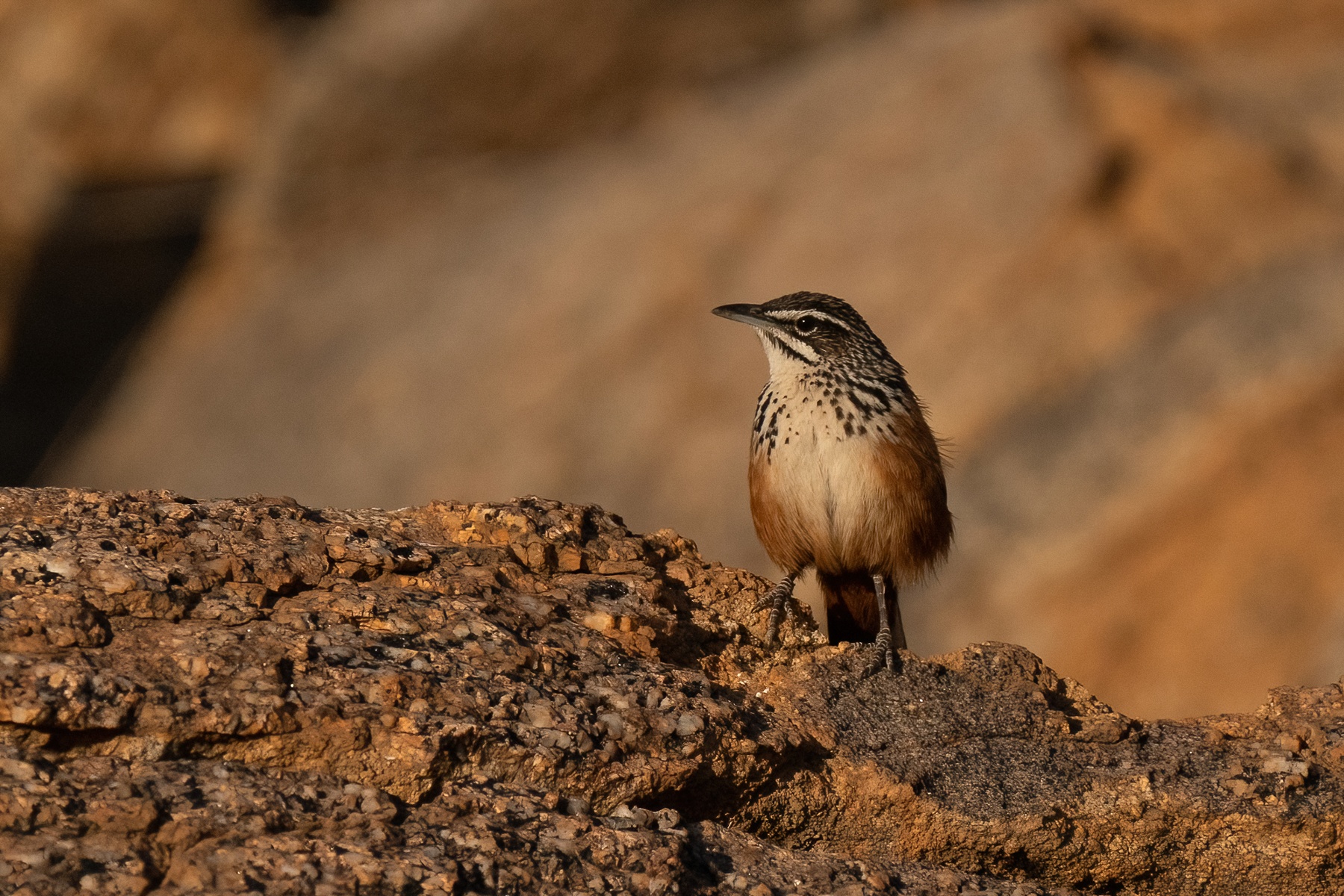 Portrait of a Rockrunner in the remote mountains of northern Namibia