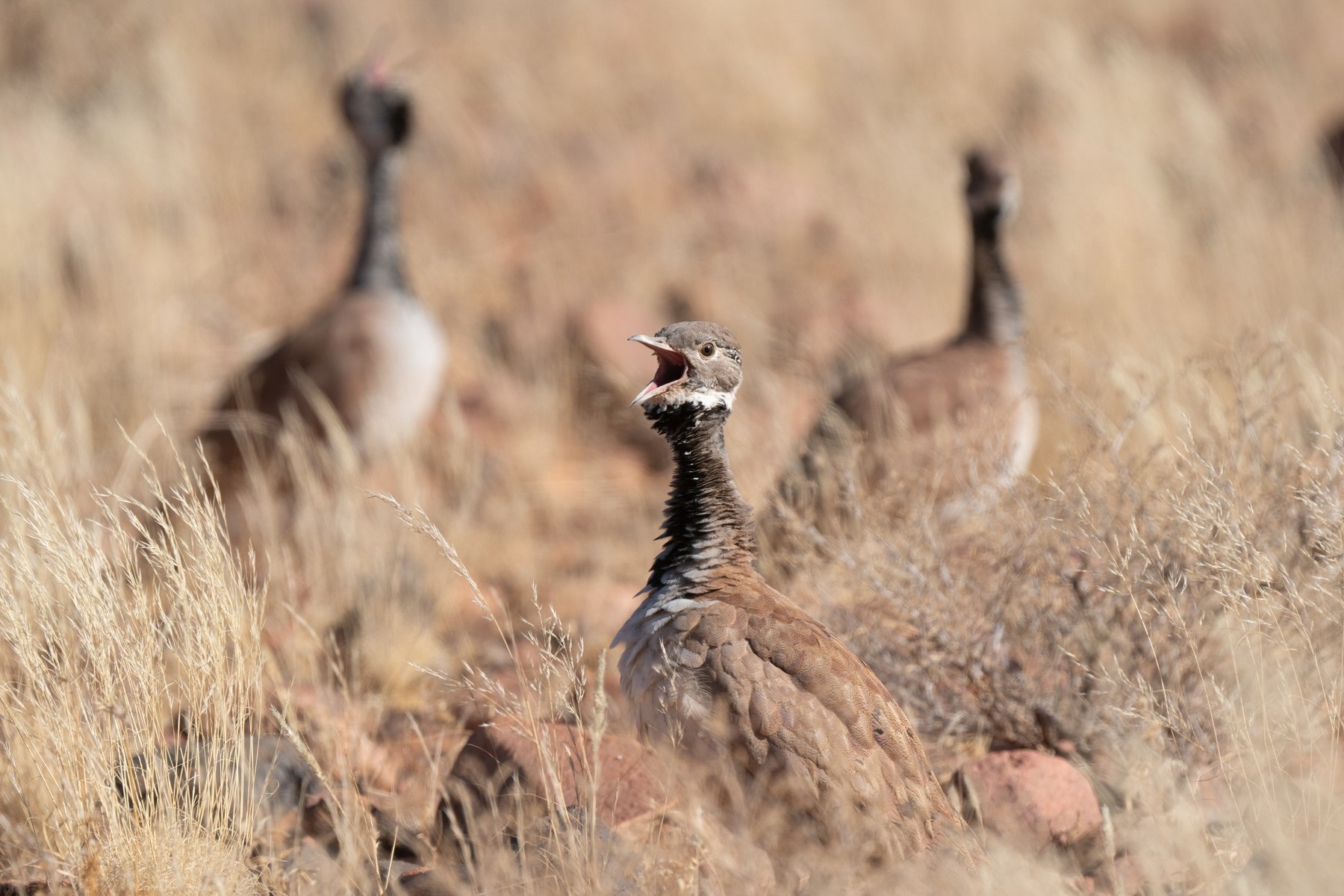 Ruppell's Korhaans calling to attract a mate during our wildlife photography tour of Namibia