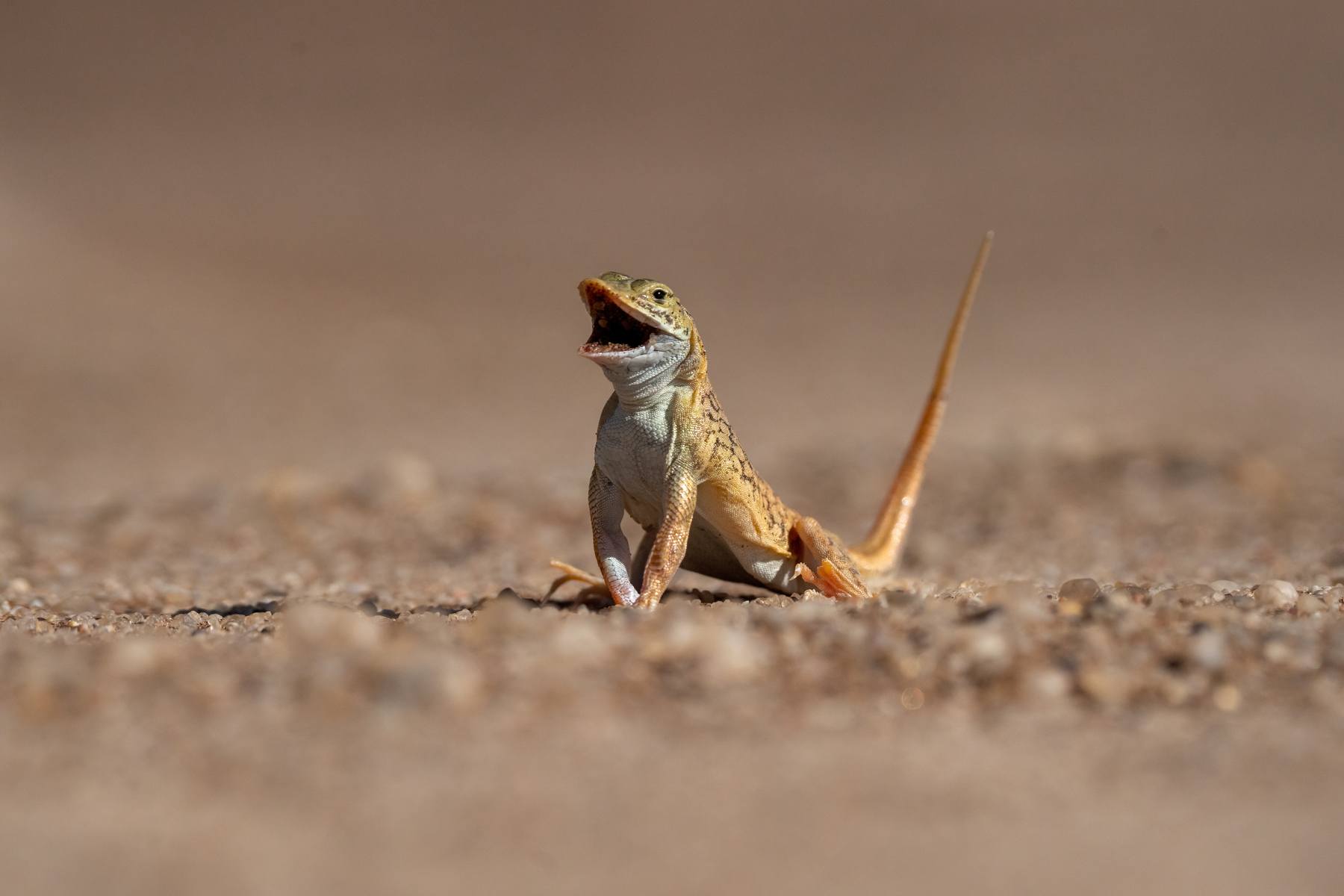 A Namib Sand-diving Lizard in threat display