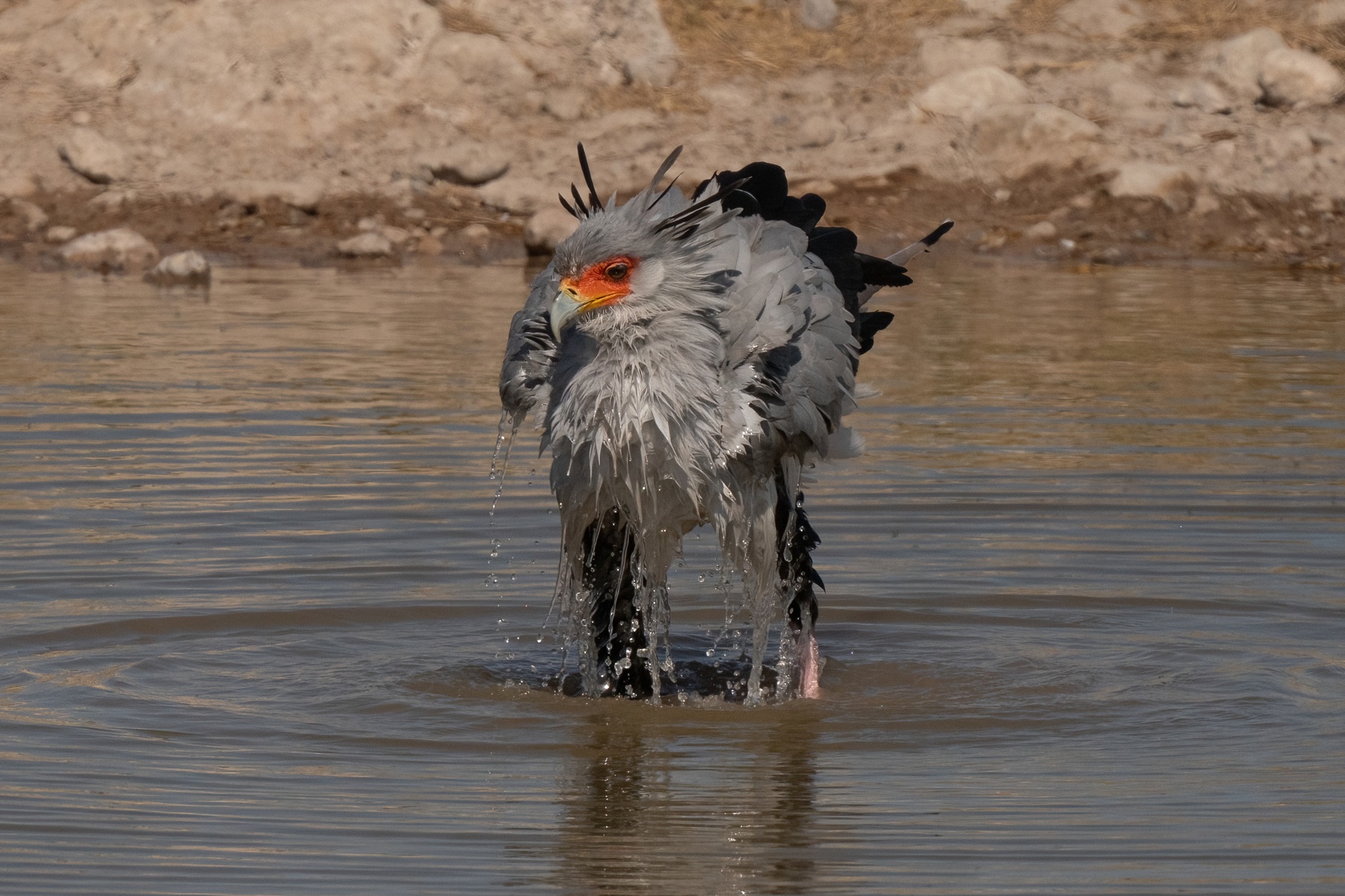 Secretarybird cooling off in the waterhole at Klein Otavi in Etosha during our Namibia wildlife photography tour