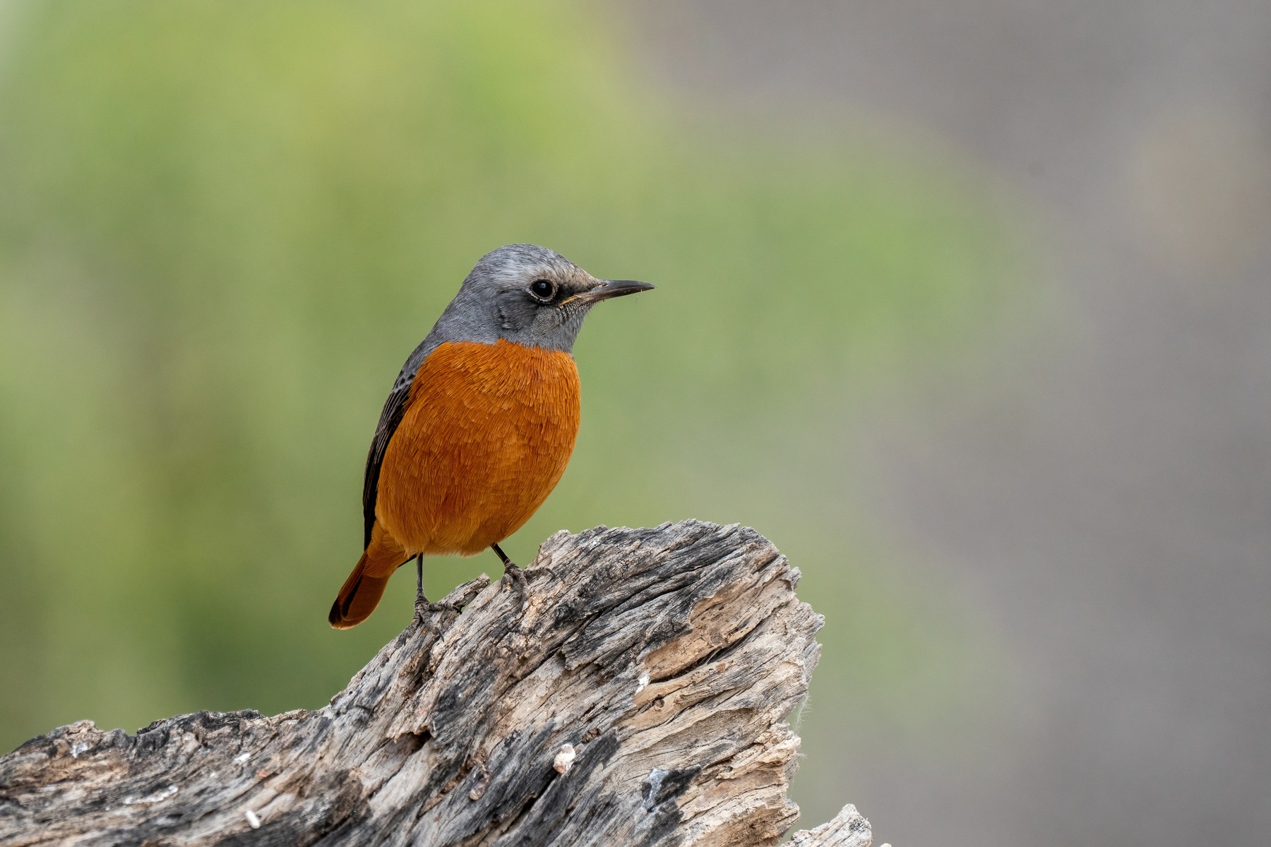 Short-toed Rock Thrushes are a common bird of Namibia's stony deserts