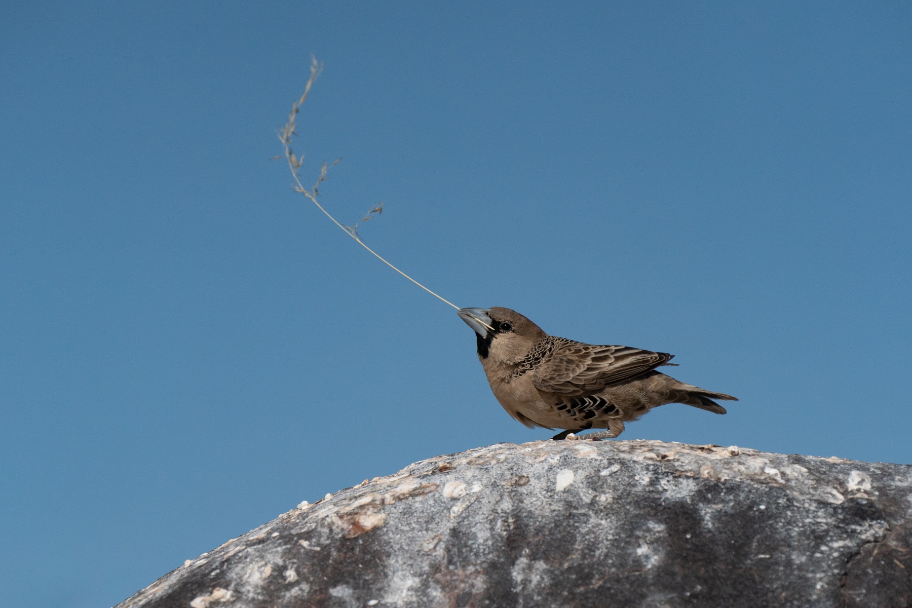 A Sociable Weaver struggles to hold on to nesting material in a stiff breeze