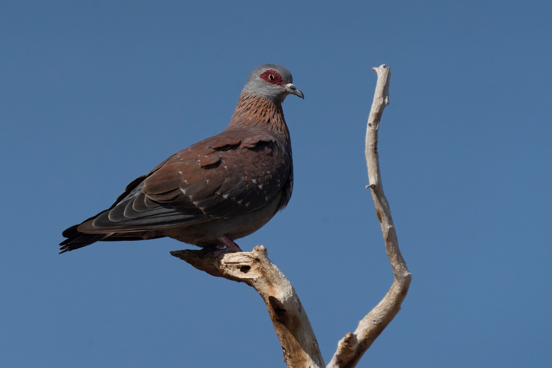 Portrait of a Speckled Pigeon