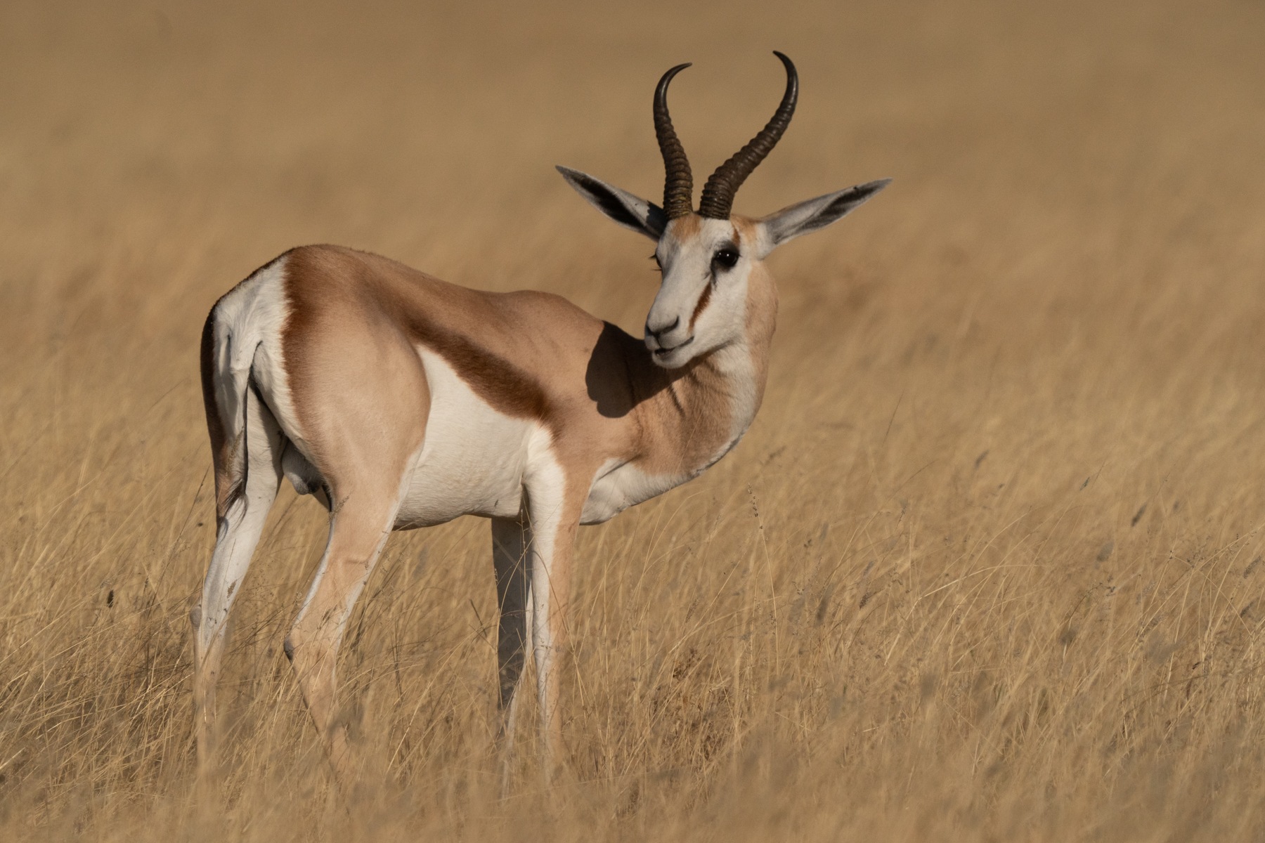 A Springbok just about to scratch an itch in Etosha