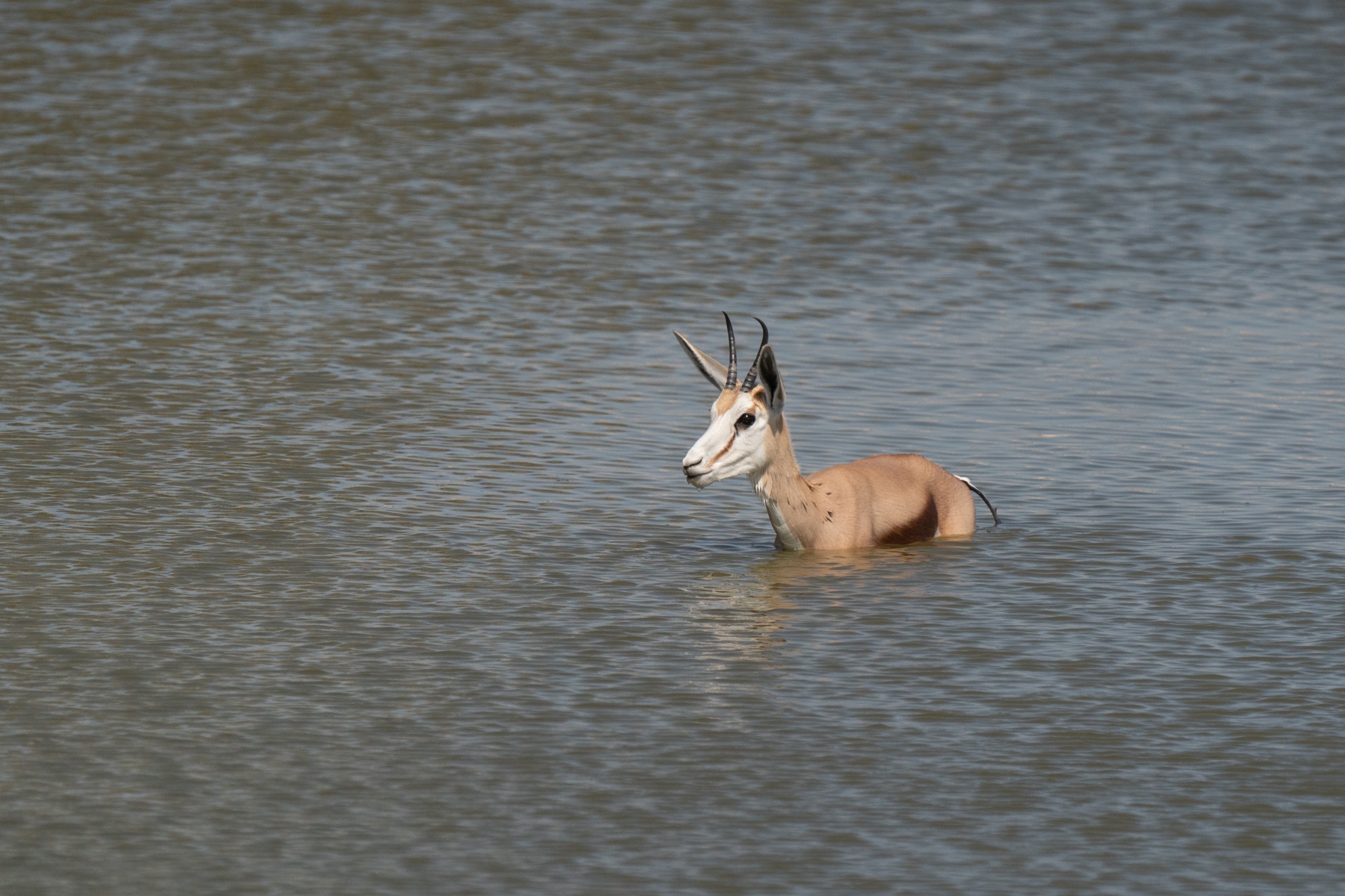 A Springbok takes to the water to cool off in Etosha, Namibia