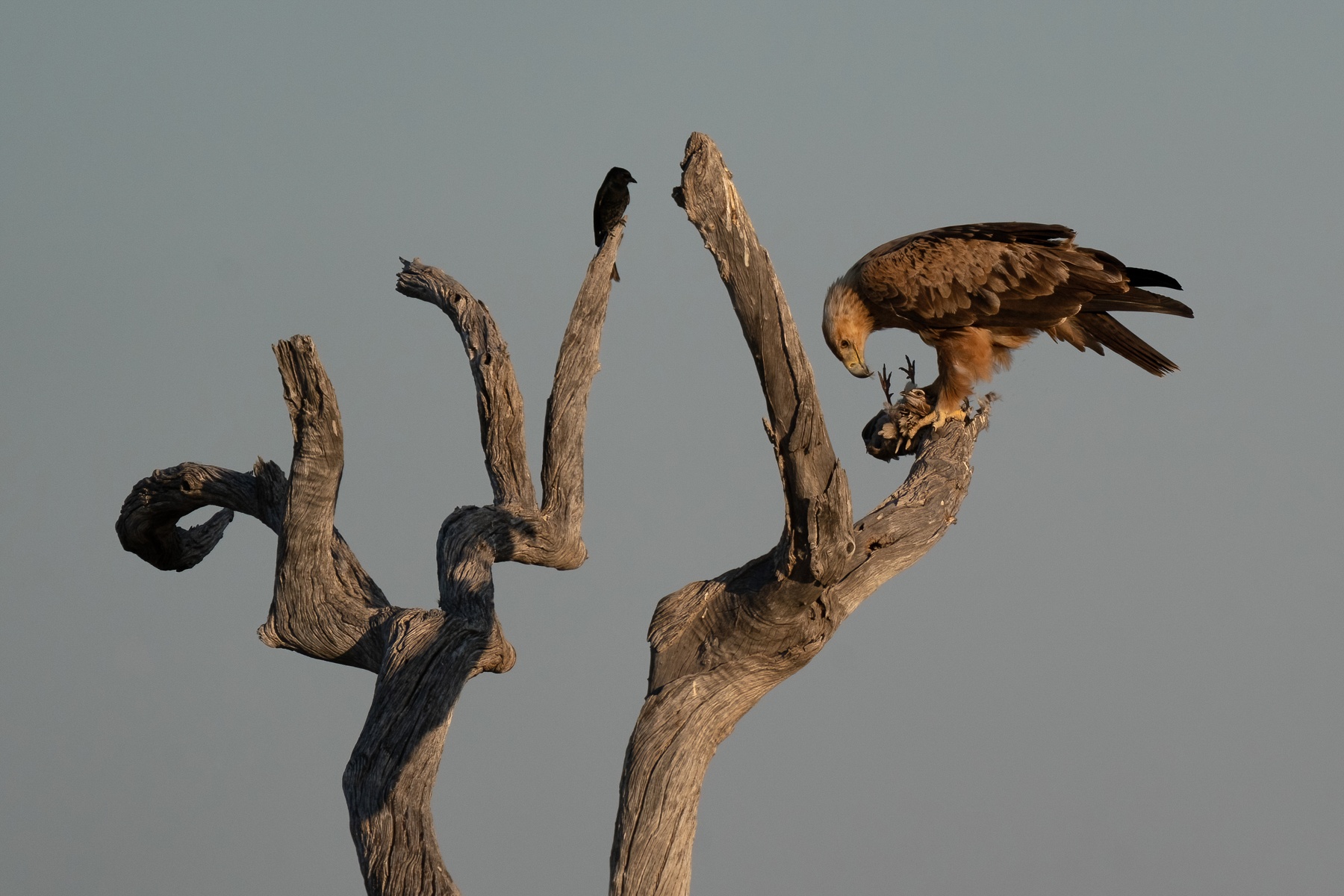 A Tawny Eagle enjoys his dinner of a Crested Francolin in Etosha