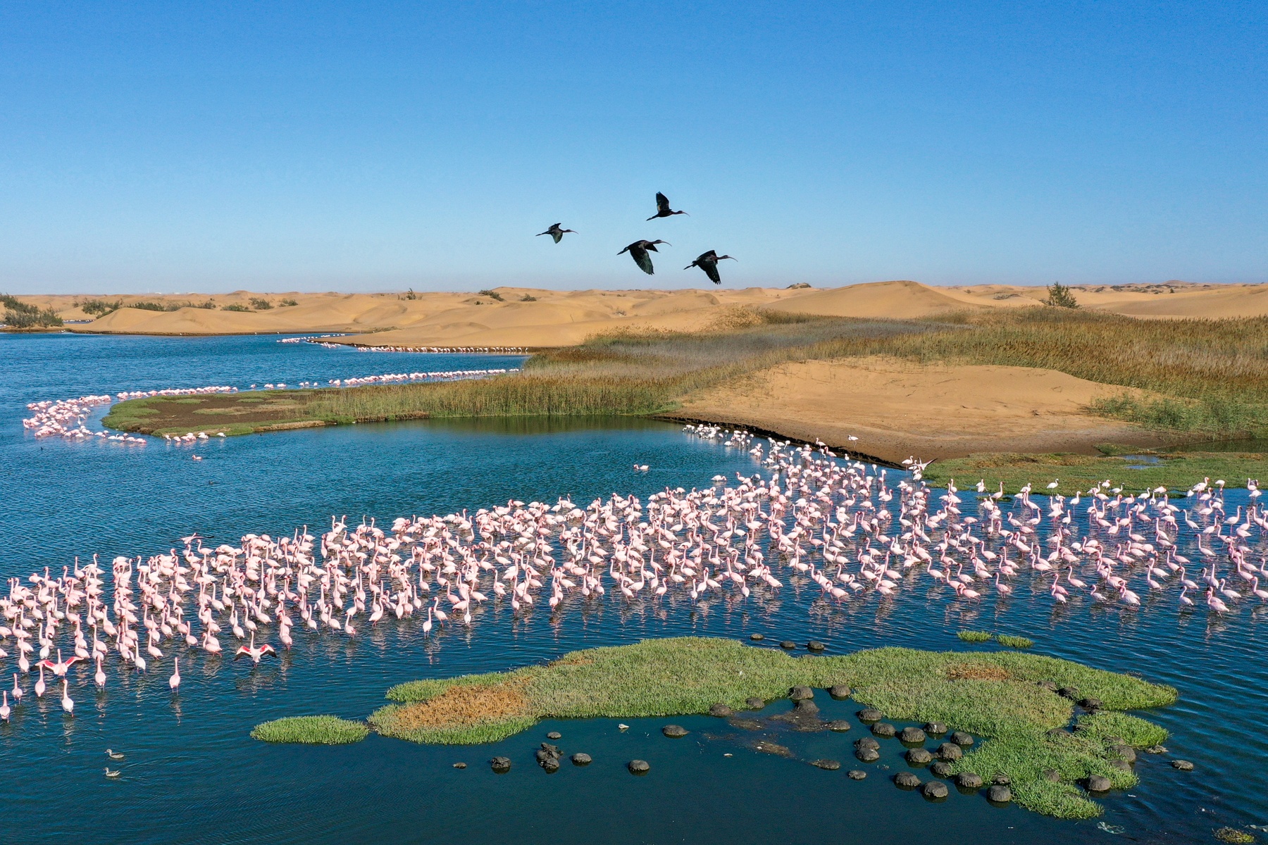The incredible birdlife of Walvis Bay's lagoons feature Glossy Ibis, flamingos and thousands of migratory birds