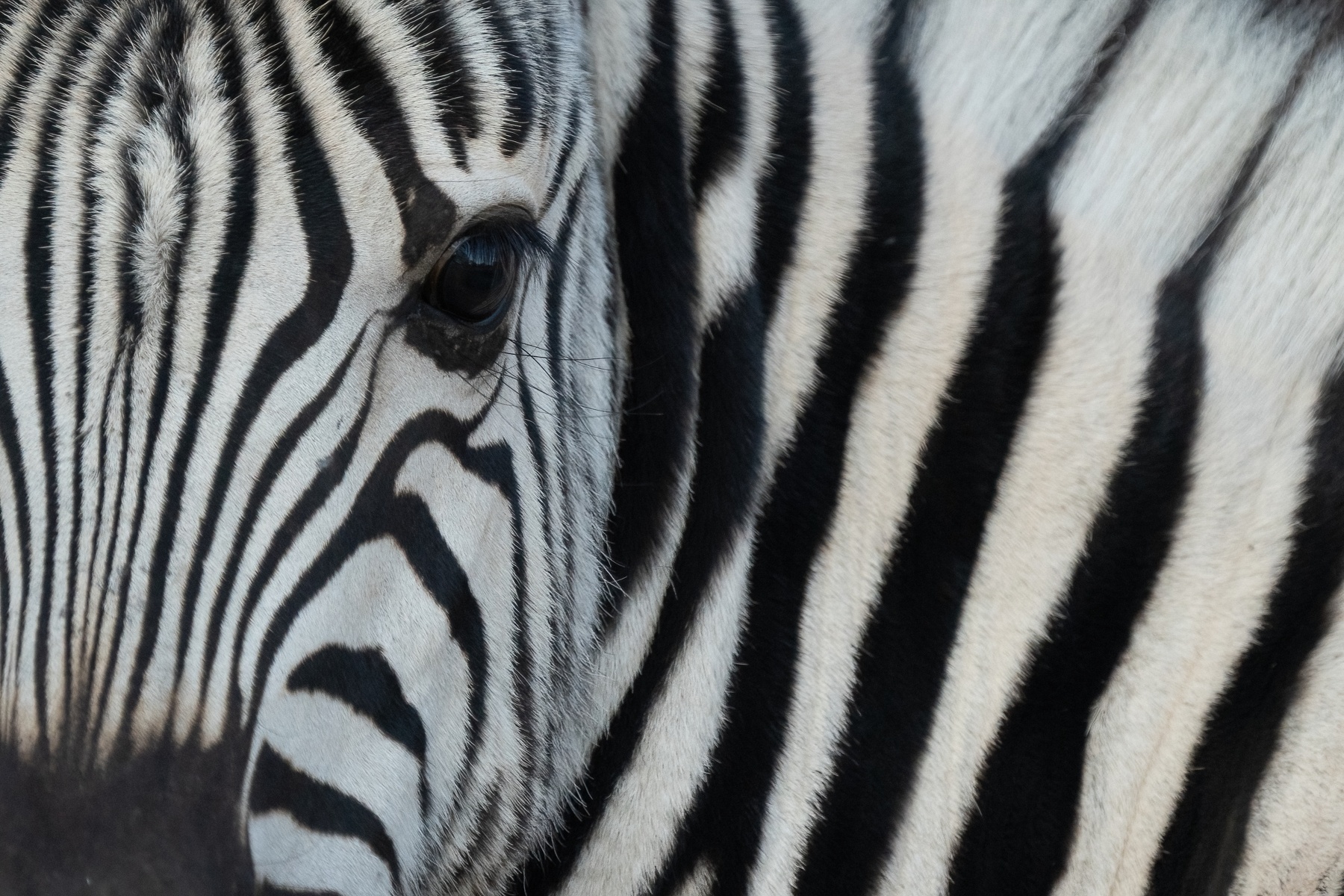 Looking into the eye of a baby Burchell's Zebra in Etosha