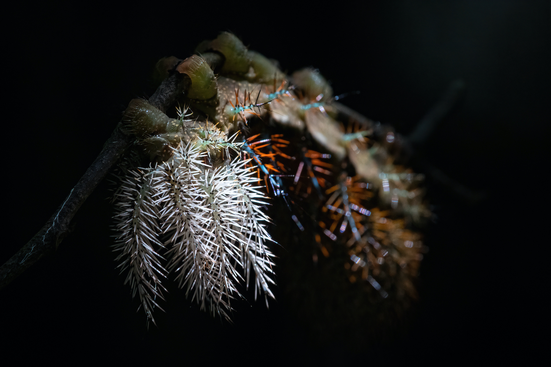 The gigantic and otherworldly caterpillar of an Eyed Silk Moth