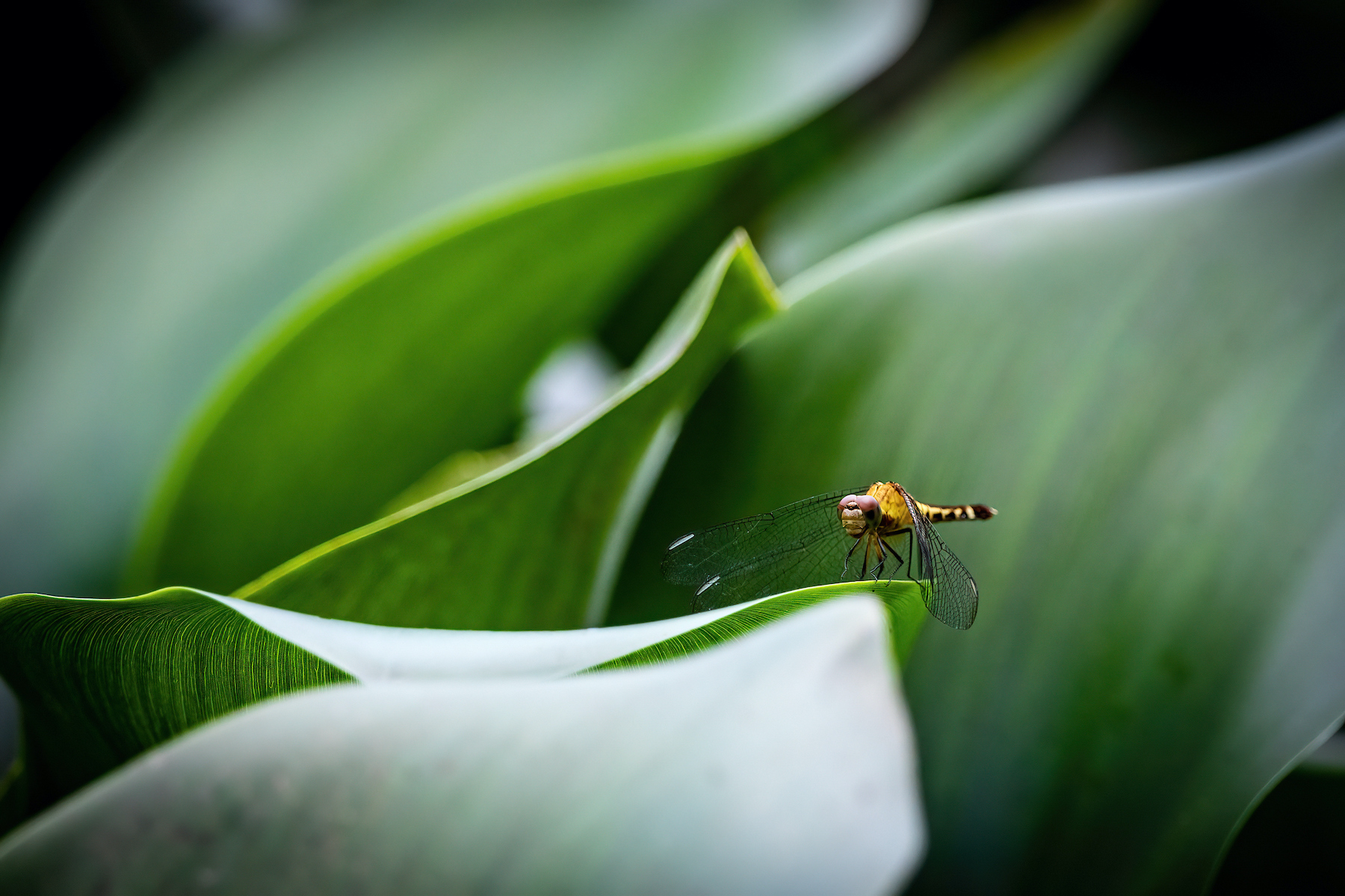 Black-winged Dragonlet in Costa Rica's wetlands