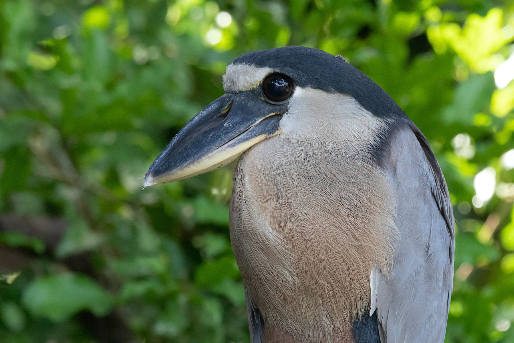 On the river at Cano Negro we will search for charismatic Boat-billed Herons