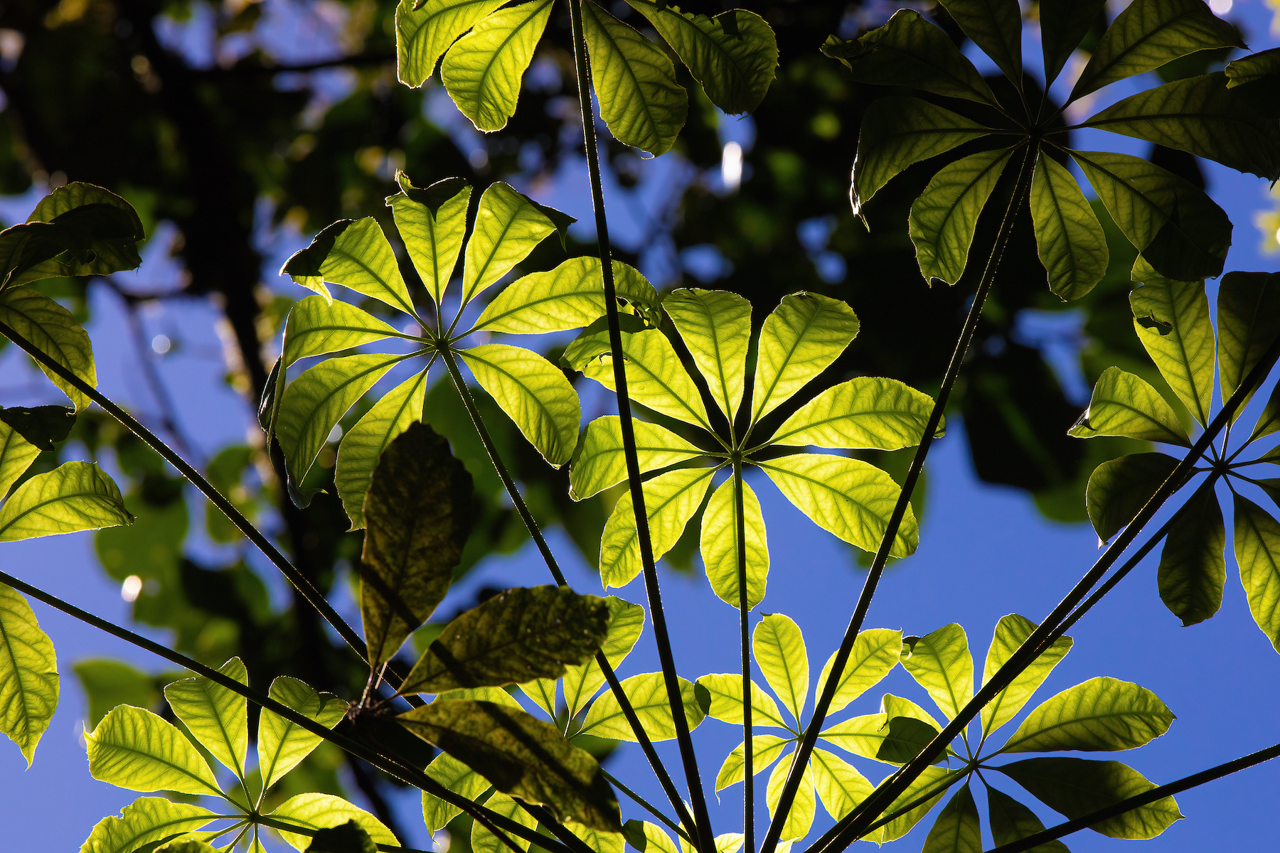 On forest walks, the occasional glance upward can reveal the true beauty of the canopy
